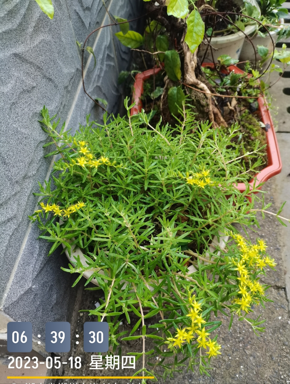 佛甲草为多浆植物,含水量极高,其叶,茎表皮的角质层具有超常的