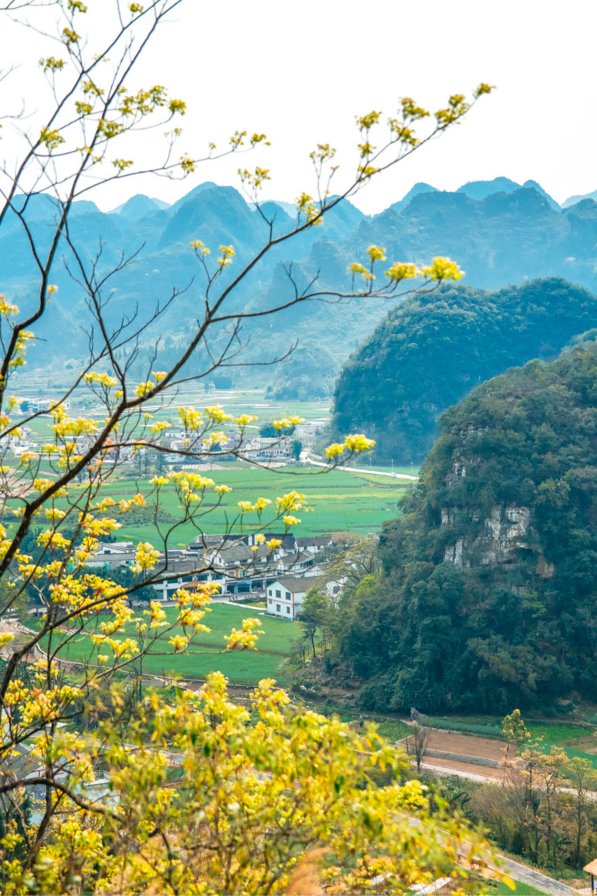 兴义油菜花开花时间图片