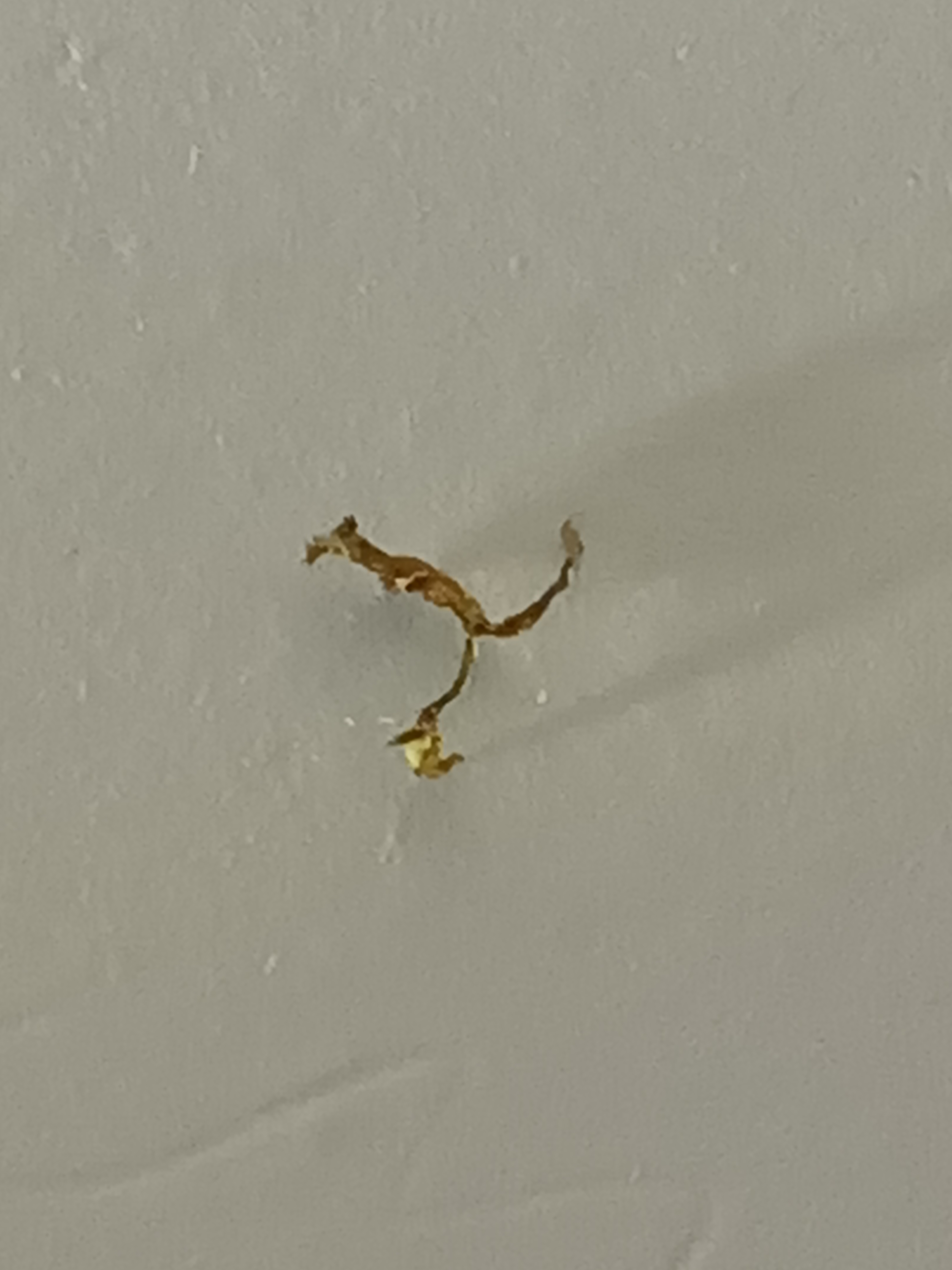 在竹席上发现的咬人的虫子,很小大约5㎜,图是放大十倍的,像蝎子一样