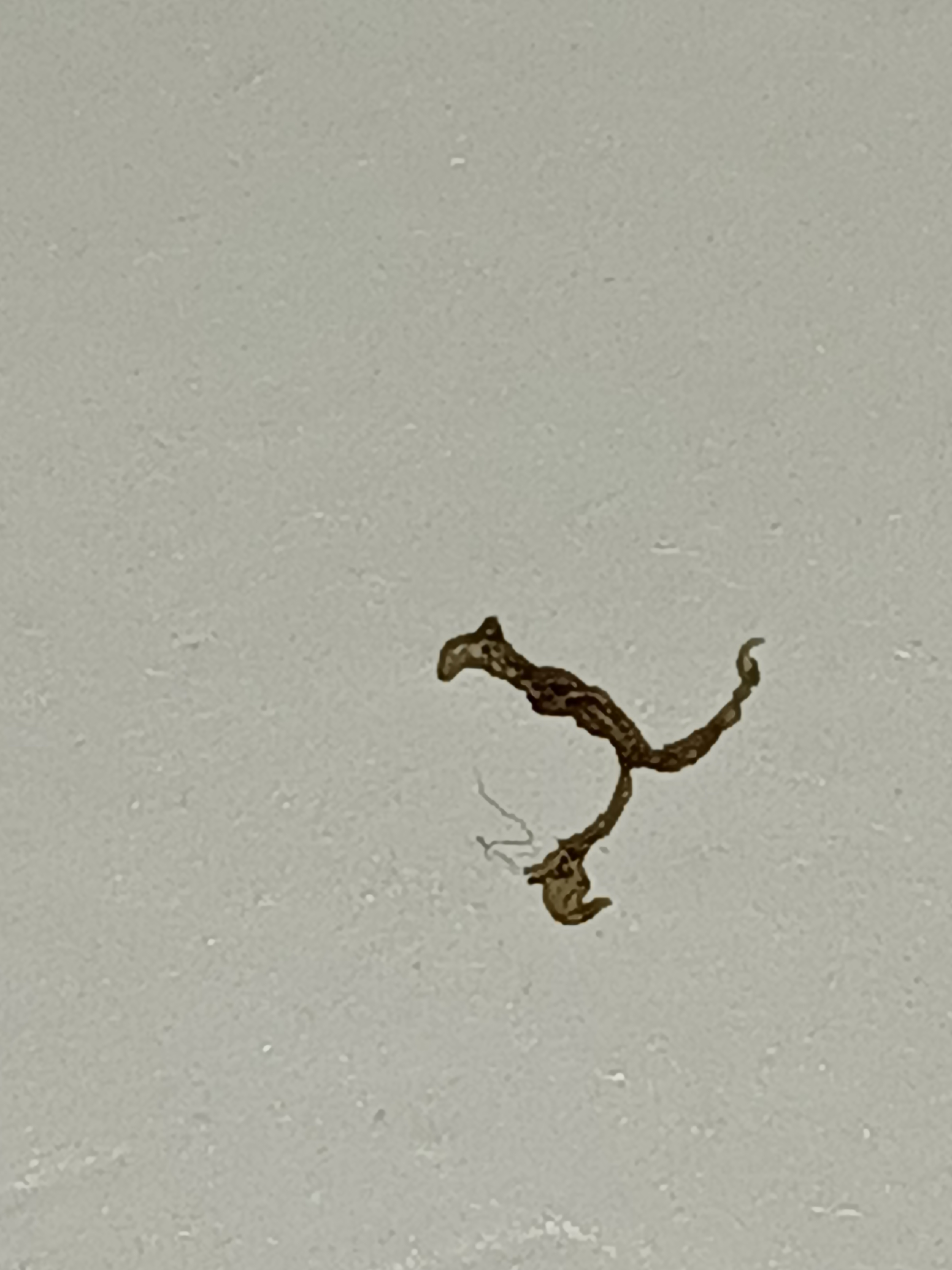 在竹席上发现的咬人的虫子,很小大约5㎜,图是放大十倍的,像蝎子一样