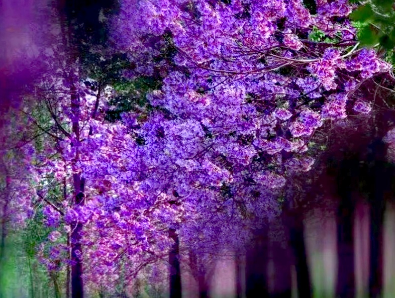 紫色桐花图片文字紫色美景图片大全紫色桐花紫桐花的图片大全紫色桐花