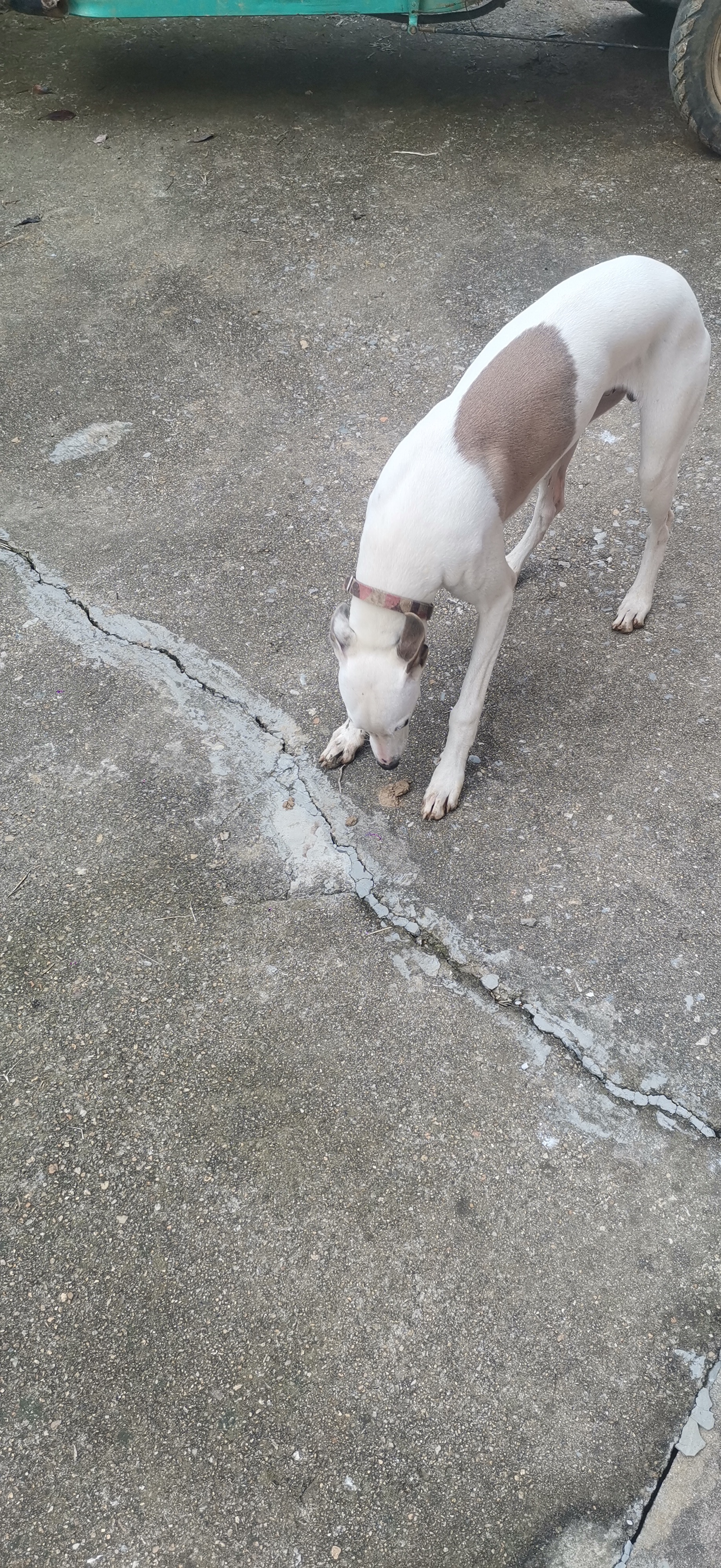 惠比特犬,真是名副其实的"细狗" (长得真"可爱","可爱"到我在门口尖叫