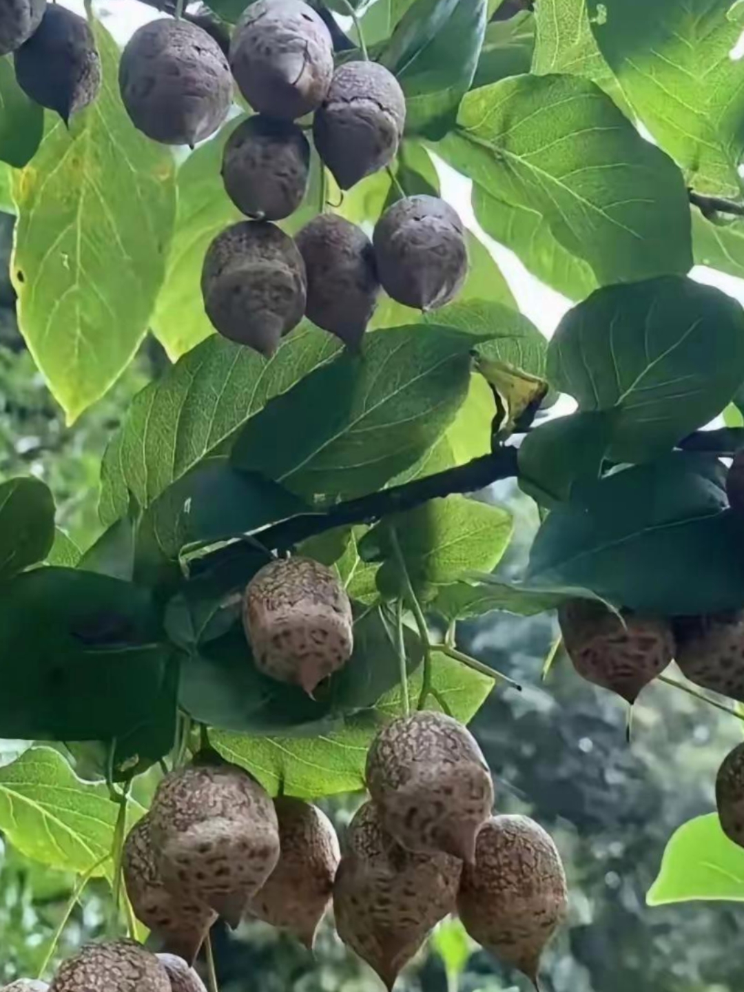 哇,这些野生无花果挂满枝头,看着就新鲜,周末去野餐正好摘一些尝尝!