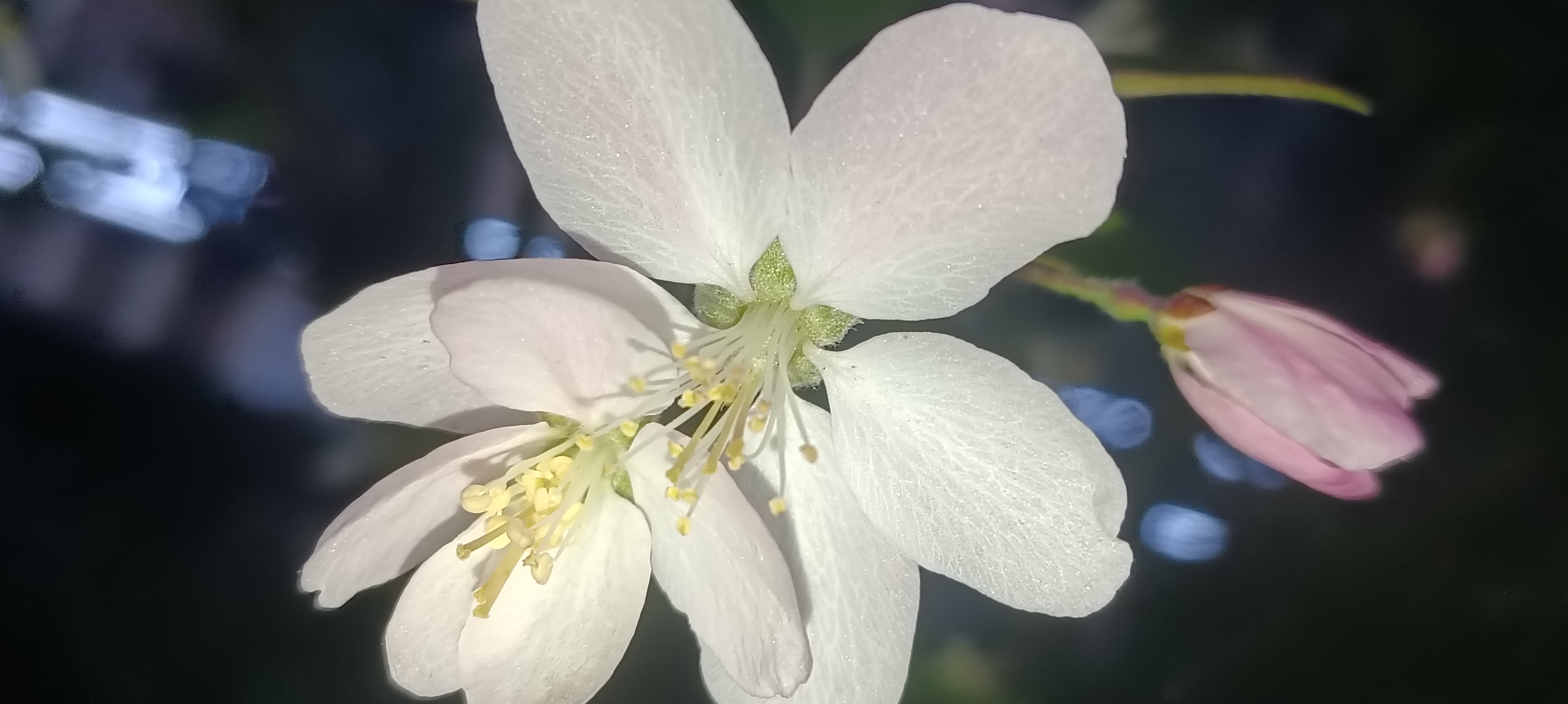 西府海棠花盛开如霞,微风拂过,花瓣飘落,犹如仙境