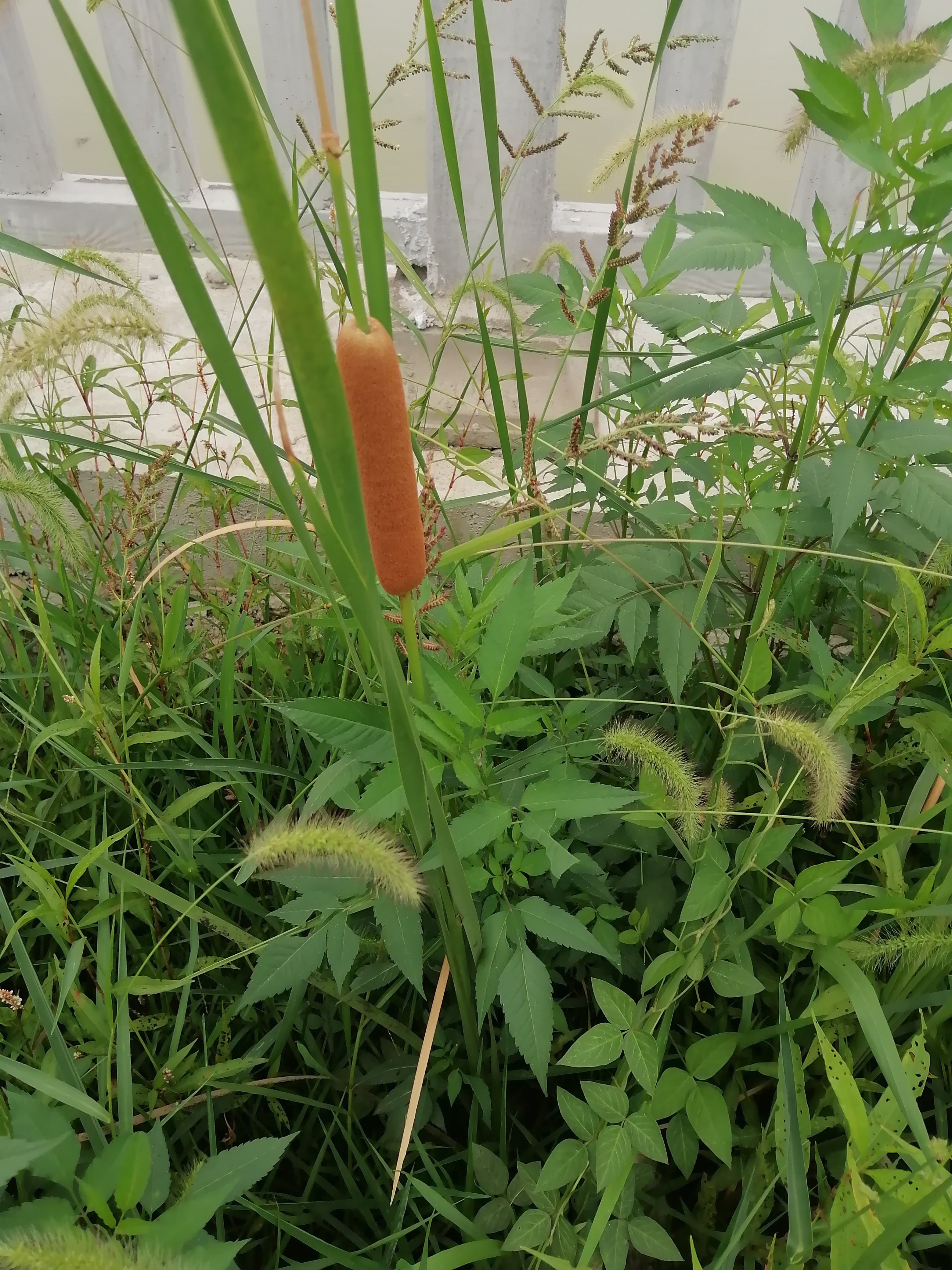 每天坚持提升自己!#记录农村生活日常#