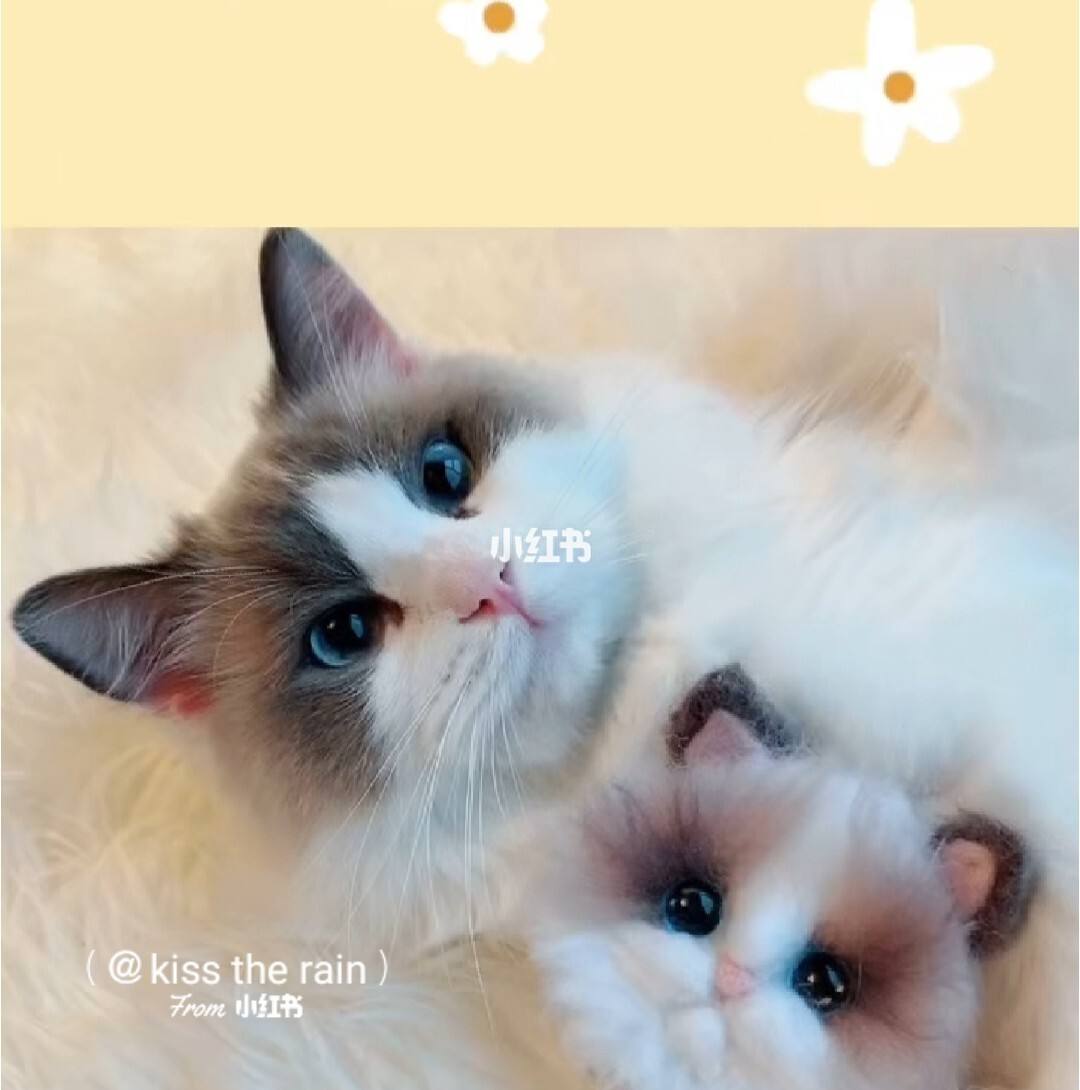 momo和花泽类颜值也超高! 网名:河卜卜的momo酱