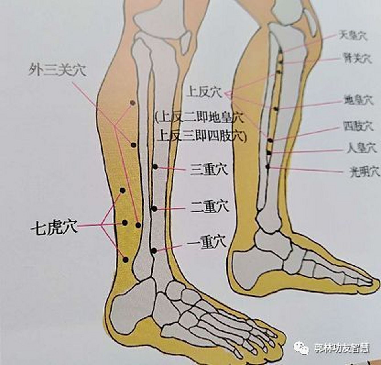 学习 外三关:治疗肿瘤,腮腺炎,扁桃体炎 注意:效用相似穴位是足三重.