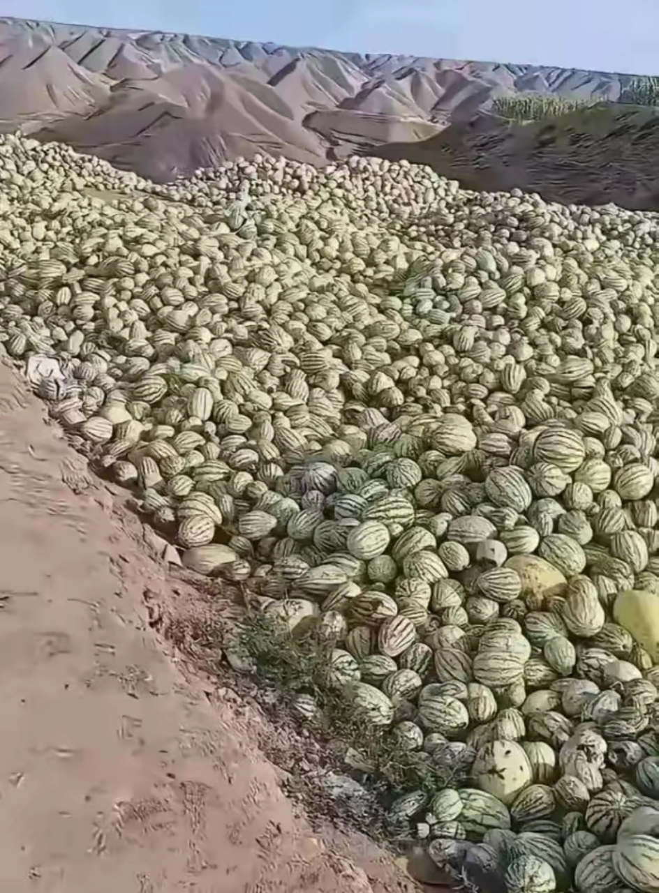 我才知道宁夏瓜是在沙漠里种植的!