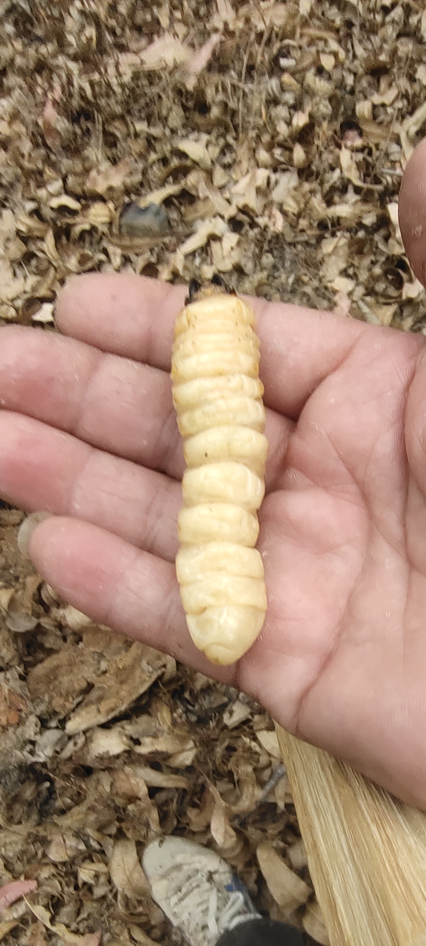 这蛹要化成啥样的小虫子呢?好奇ing～#为什么臭车越来越多了