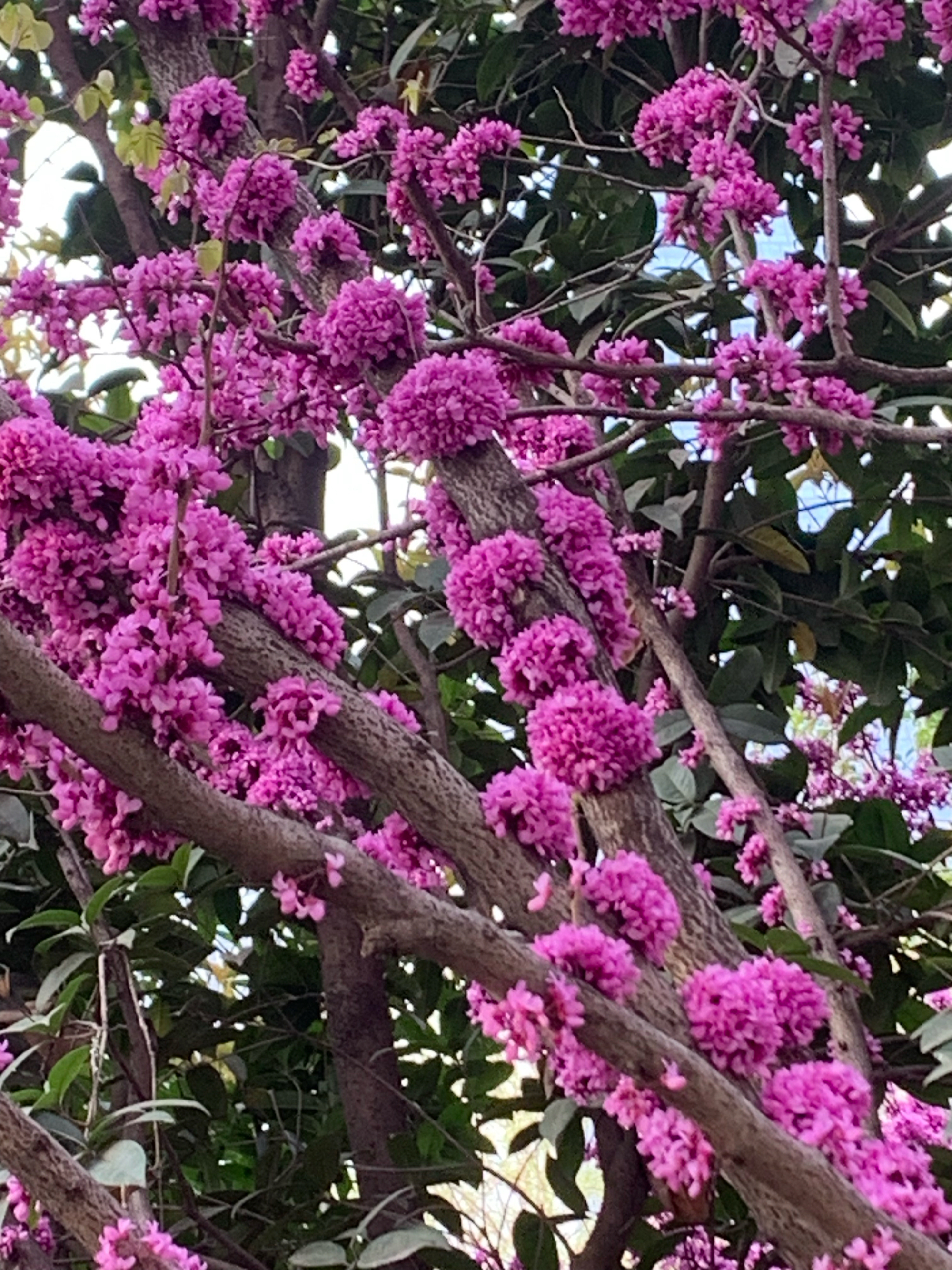 紫荆花香烟图片大全图片