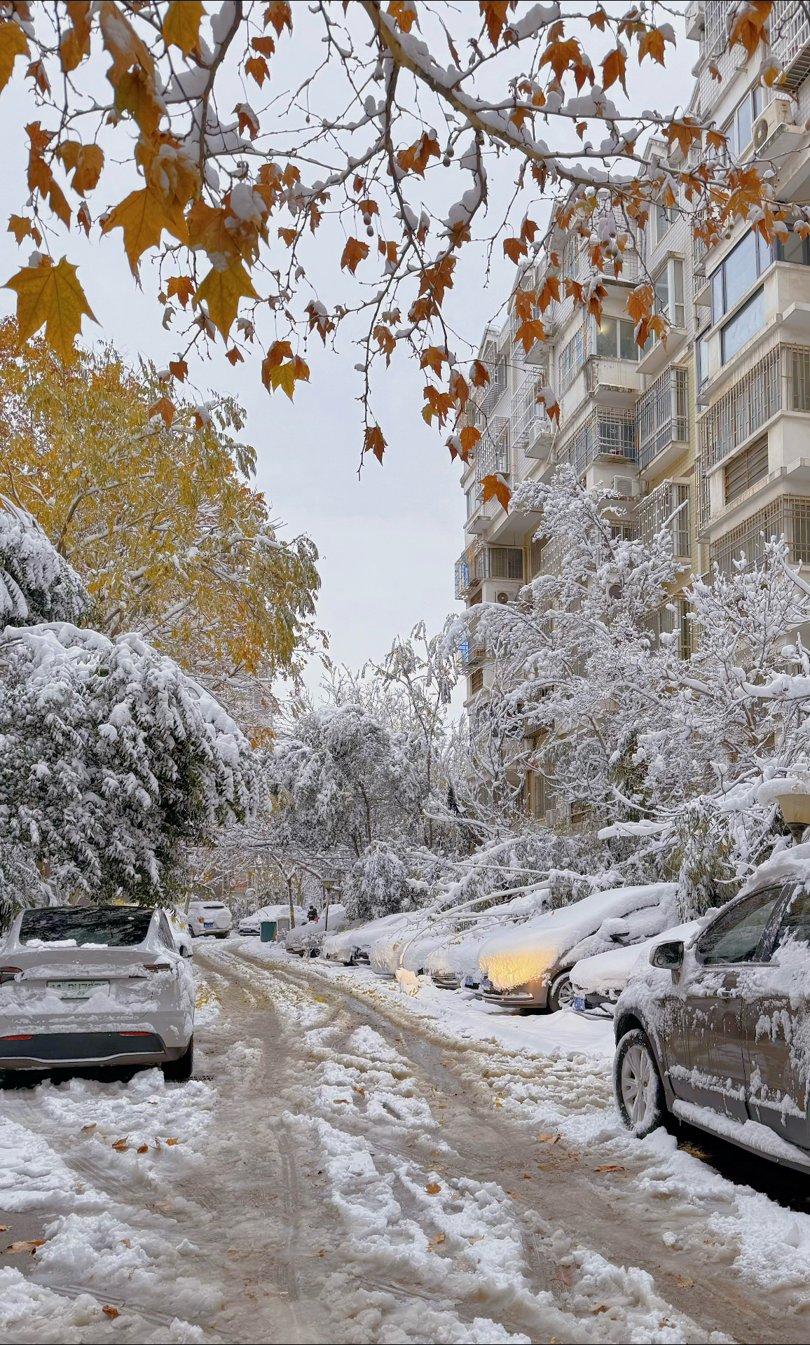 下雪天美景图片