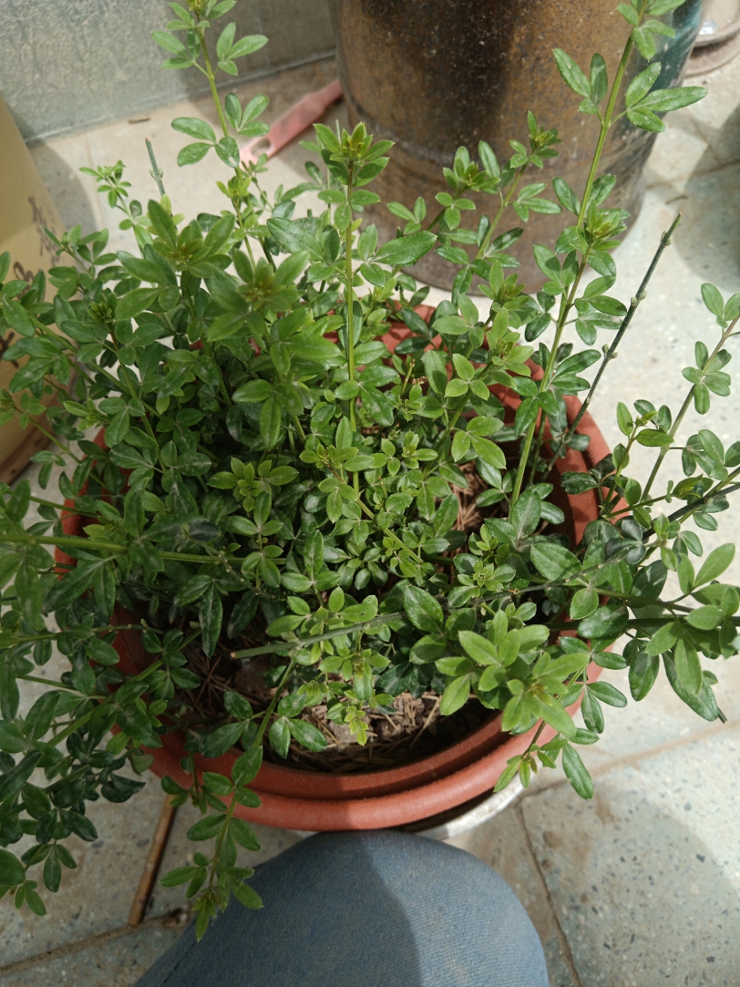 小叶迎春花苗有要的吗?