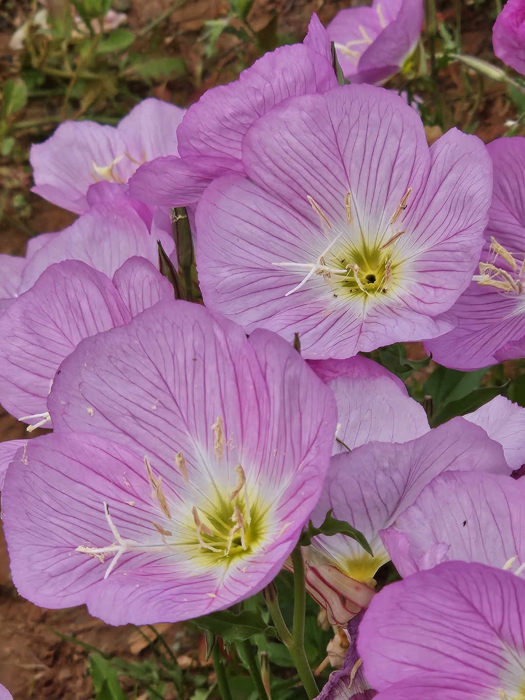 秀湖公园的美丽月见草盛开了额