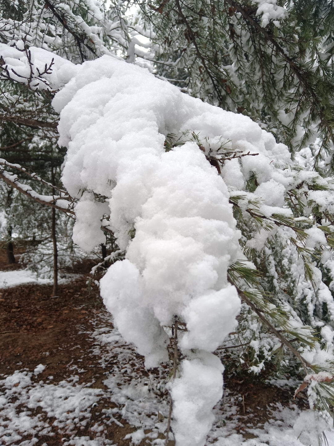 雪压冬云白絮飞!