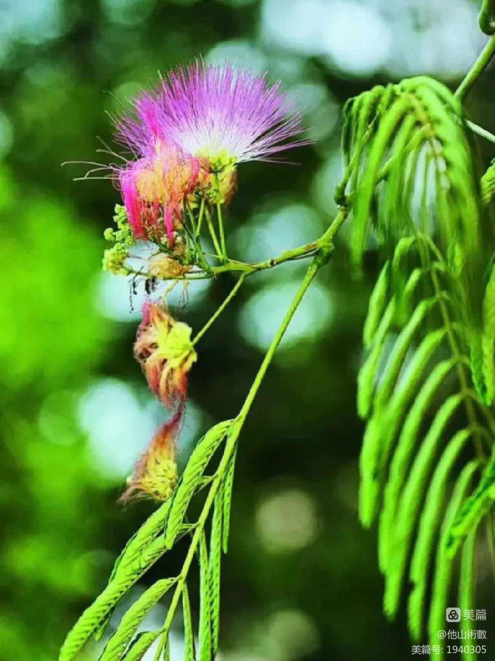 马缨花果实图片