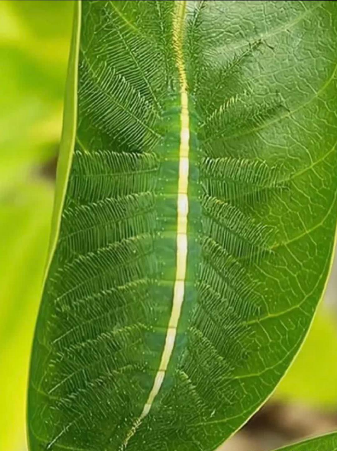 眼力测试:仔细观察图片,寻找隐藏其中的动物,留意每个角落,不放过任何