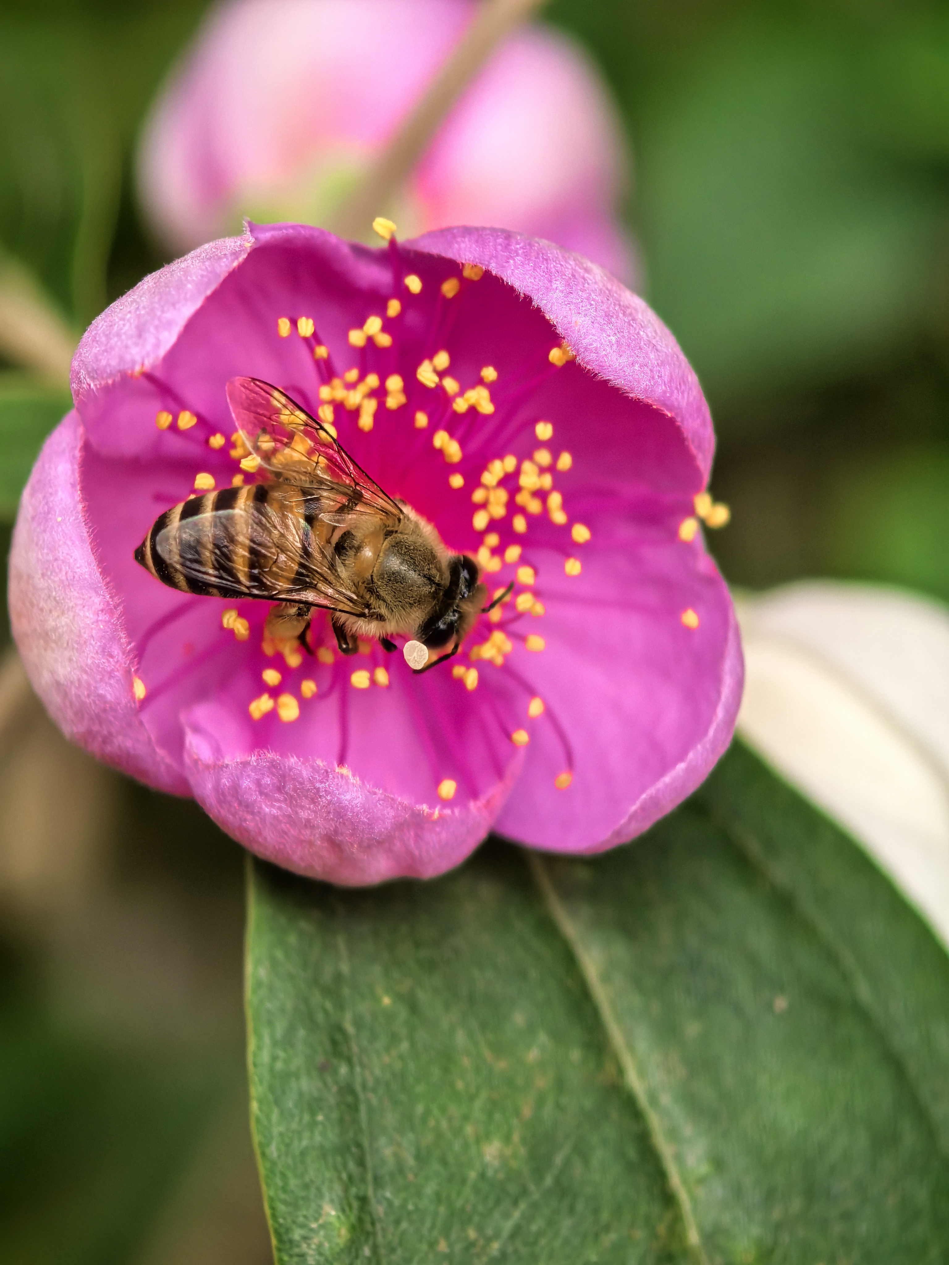 蜜蜂恋花图片大全图片