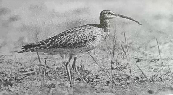 油拉鹳子从空中着地时可以利用长嘴减缓身体前冲的惯性.