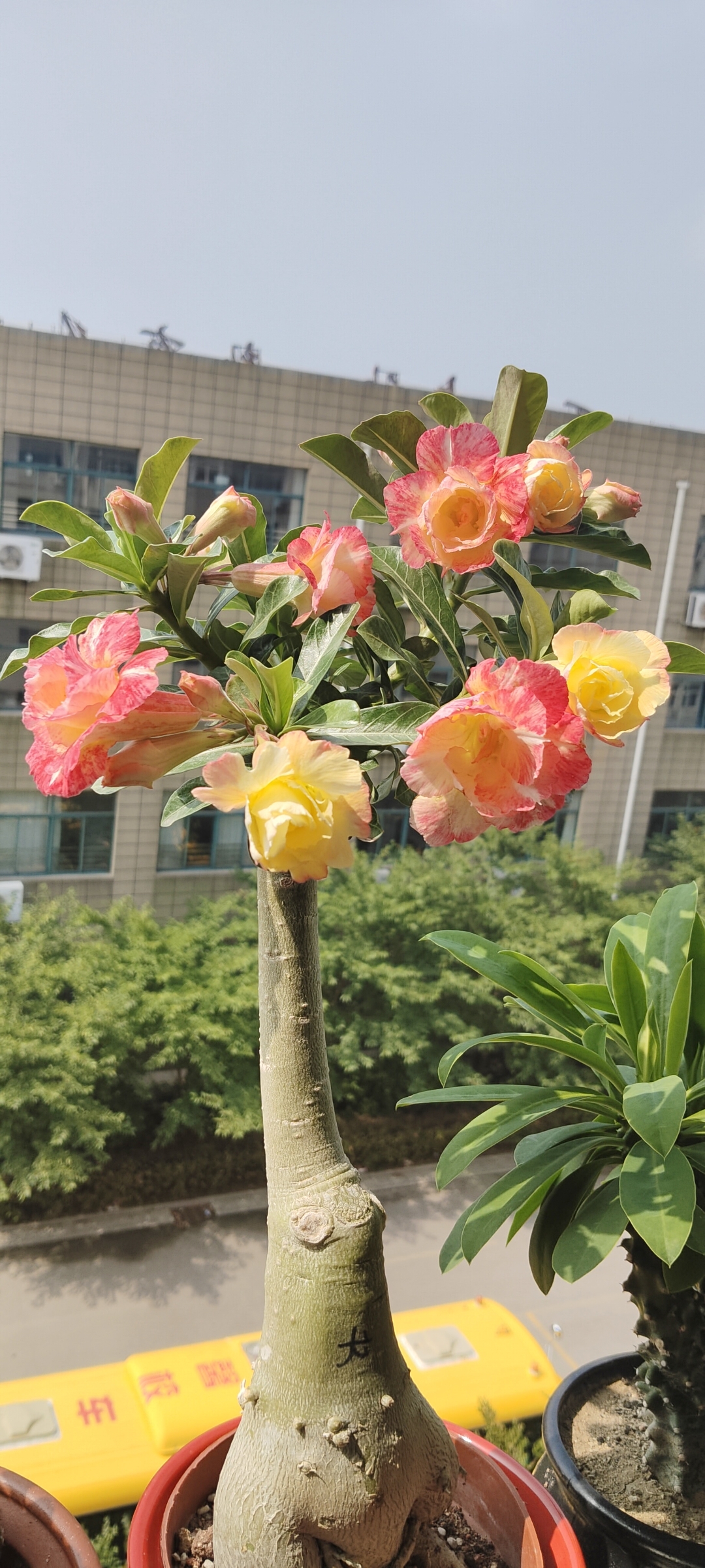 沙漠玫瑰玉娇龙花图图片