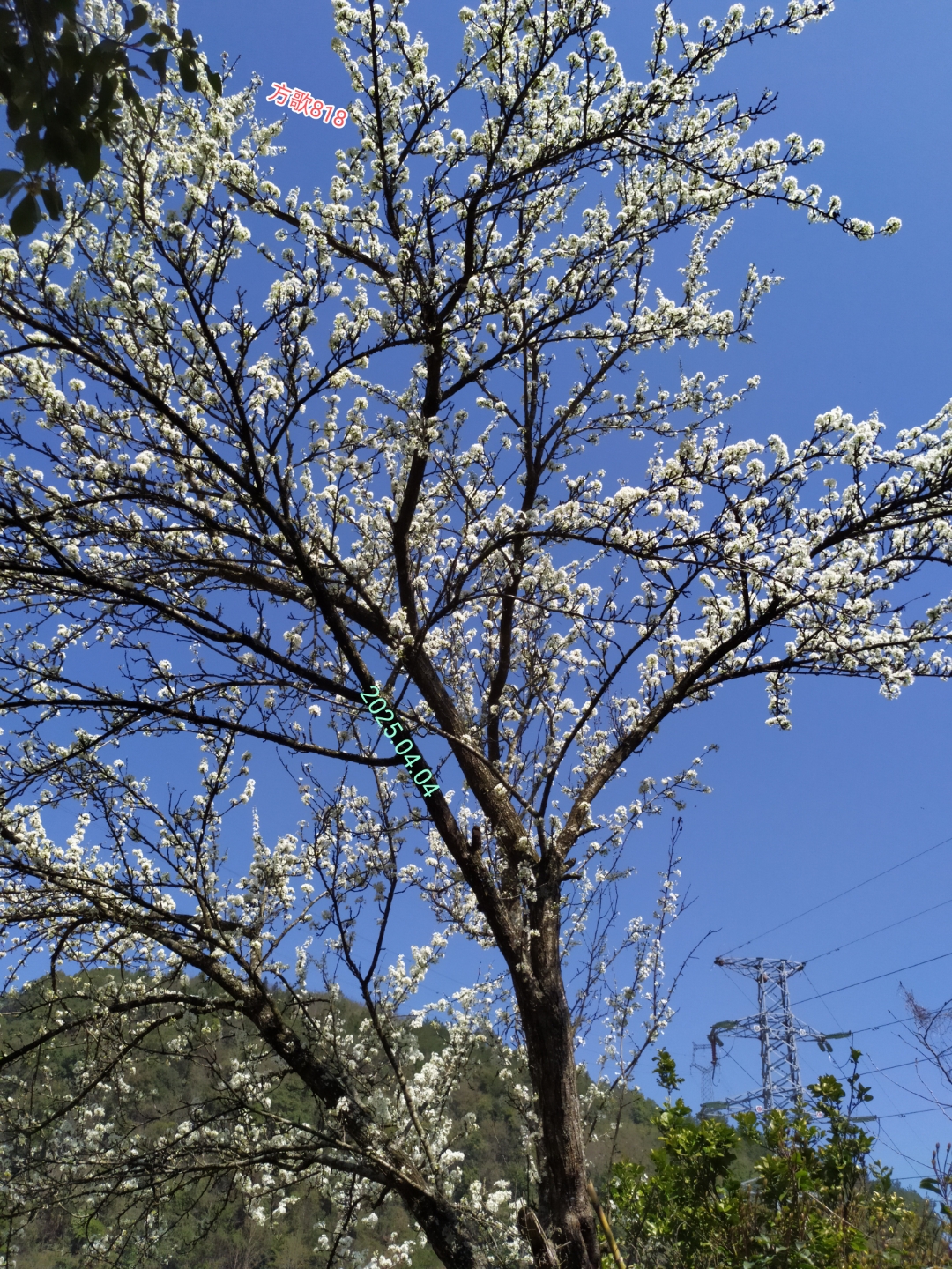 南宋诗人杨万里是这样形容李子花:春风何缘雪压山,春来初认李花繁