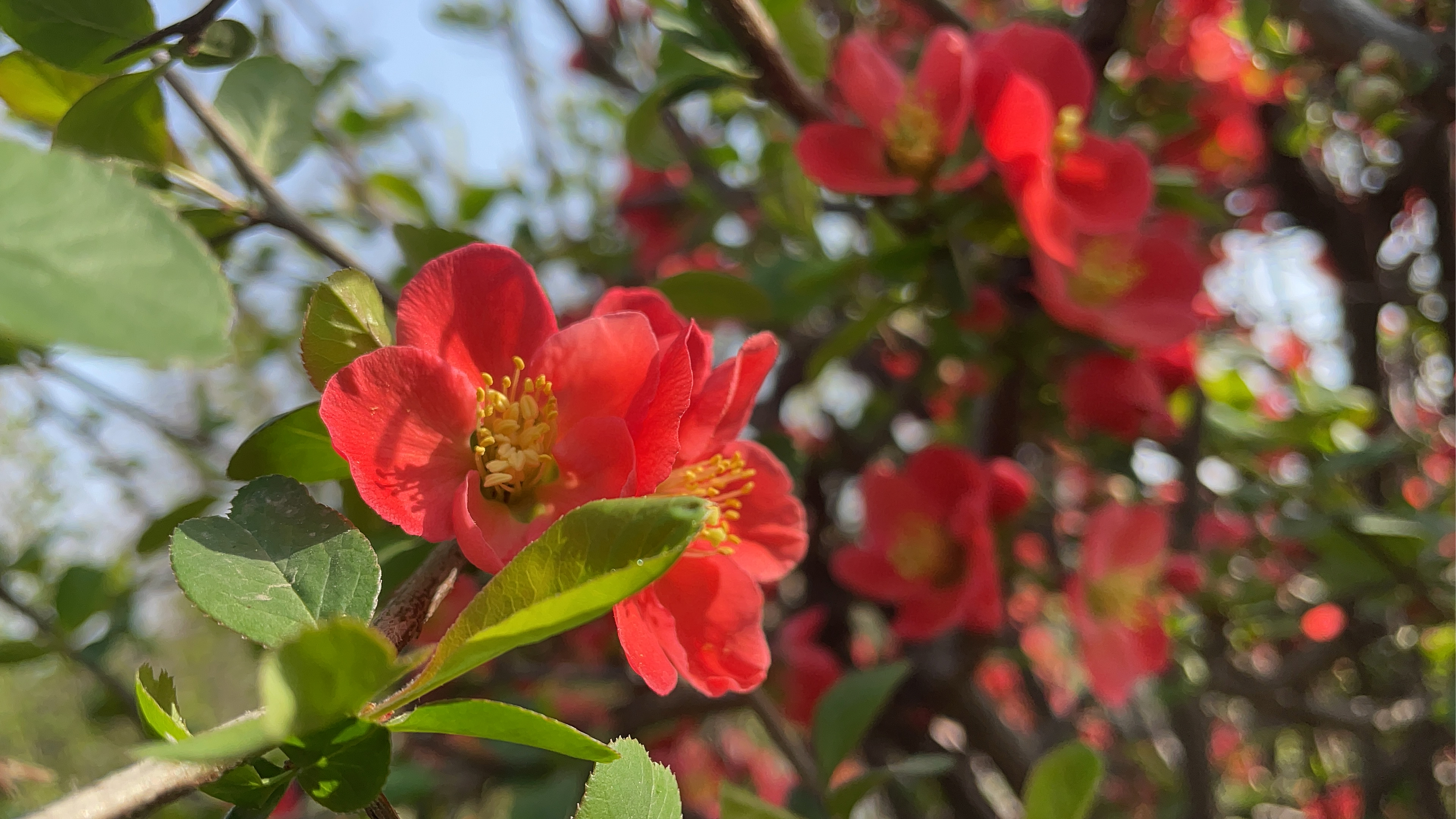 【植物小百科】:皱皮木瓜  [小红花]椿去湫来,海棠花开[小红花]  [冻