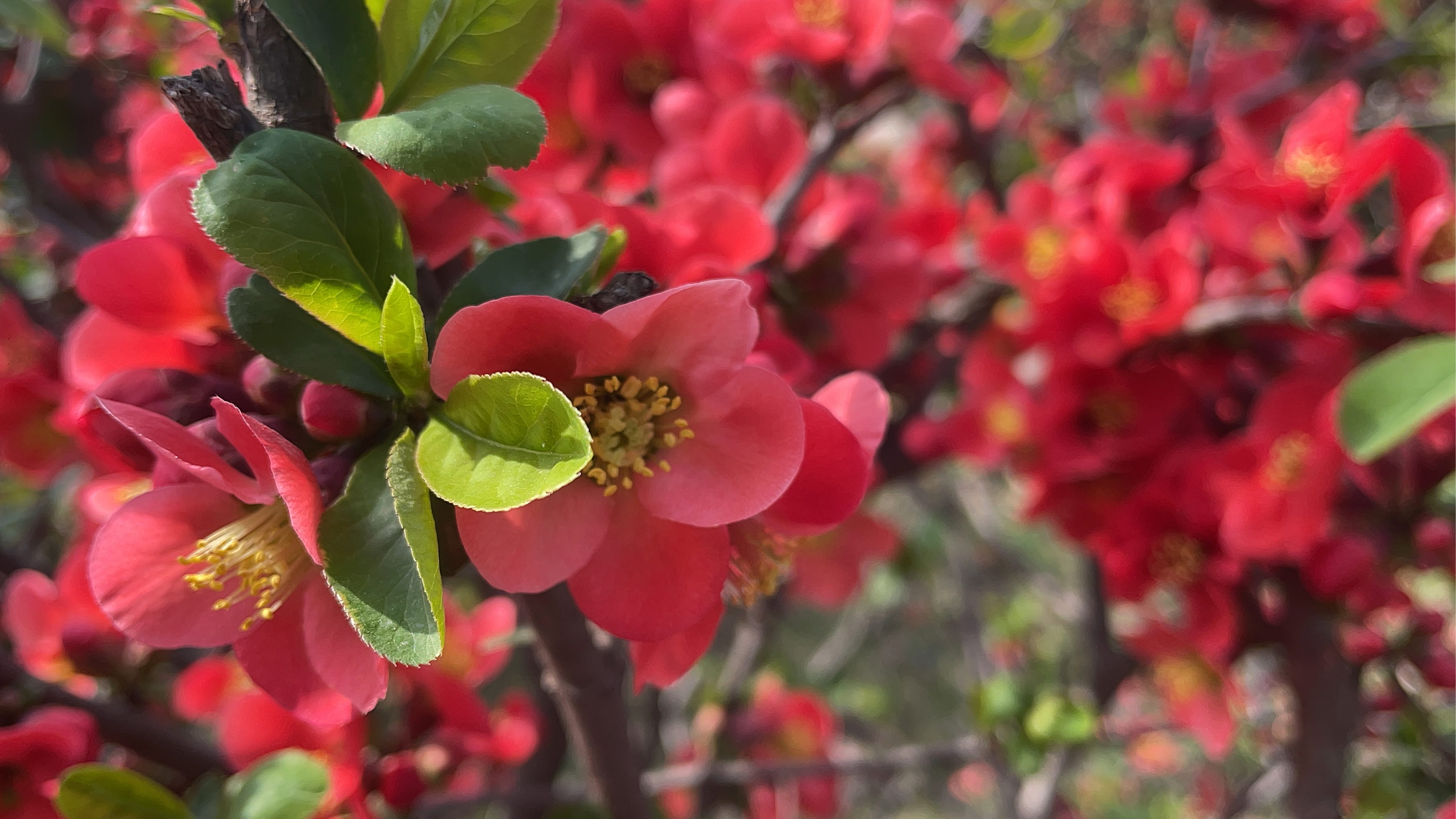 【植物小百科】:皱皮木瓜  [小红花]椿去湫来,海棠花开[小红花]  [冻