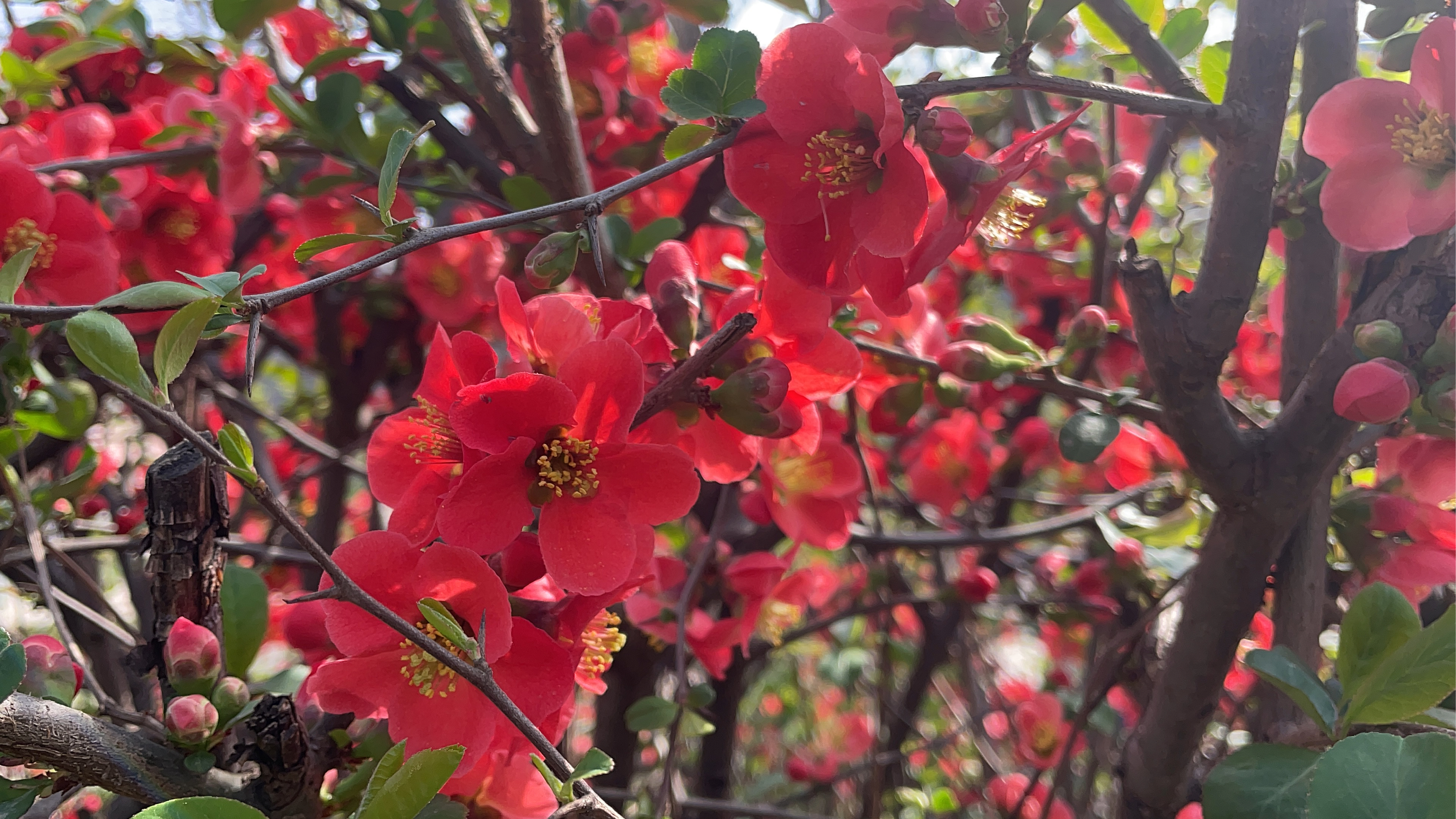 【植物小百科】:皱皮木瓜  [小红花]椿去湫来,海棠花开[小红花]  [冻