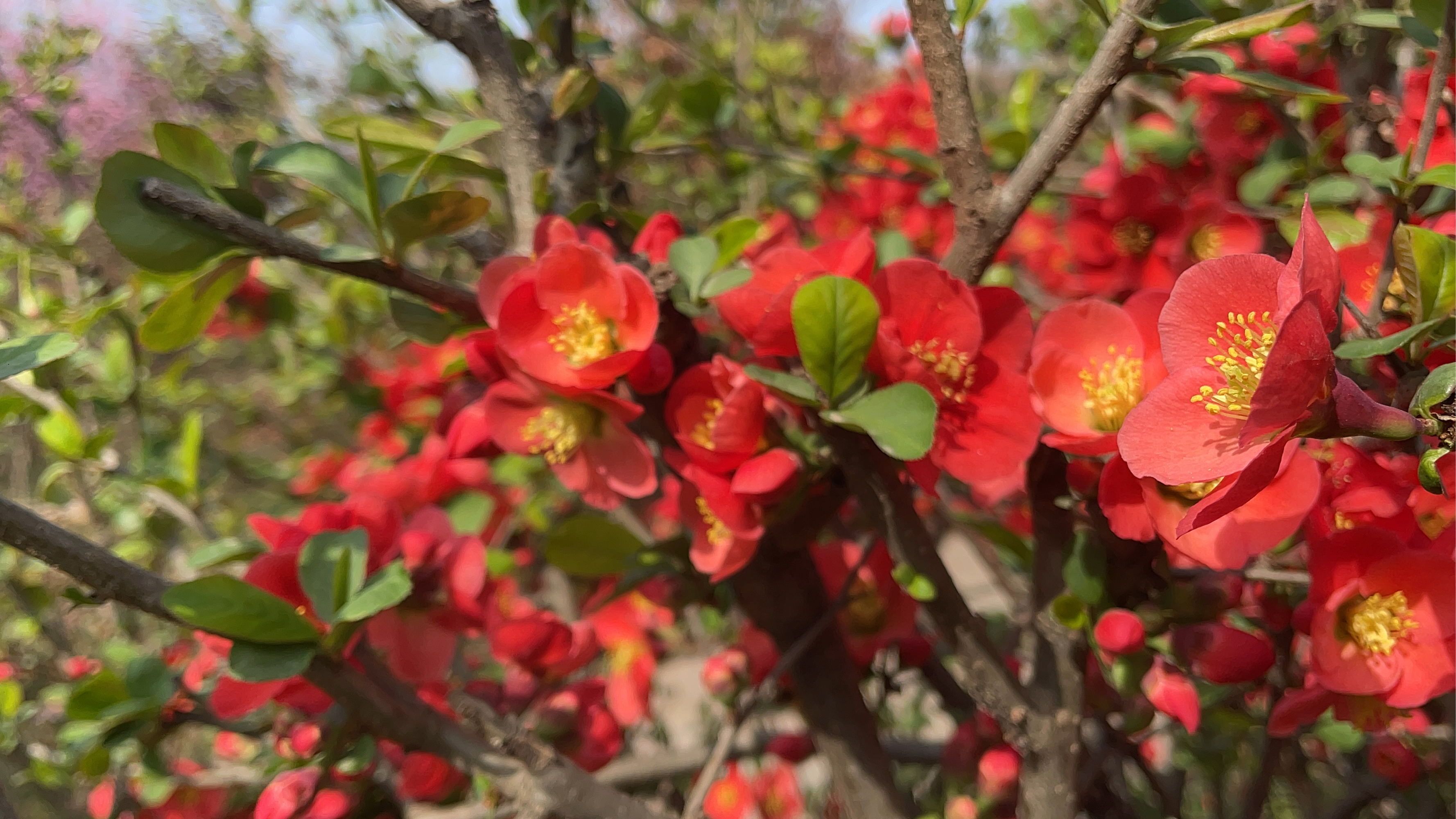 【植物小百科】:皱皮木瓜  [小红花]椿去湫来,海棠花开[小红花]  [冻