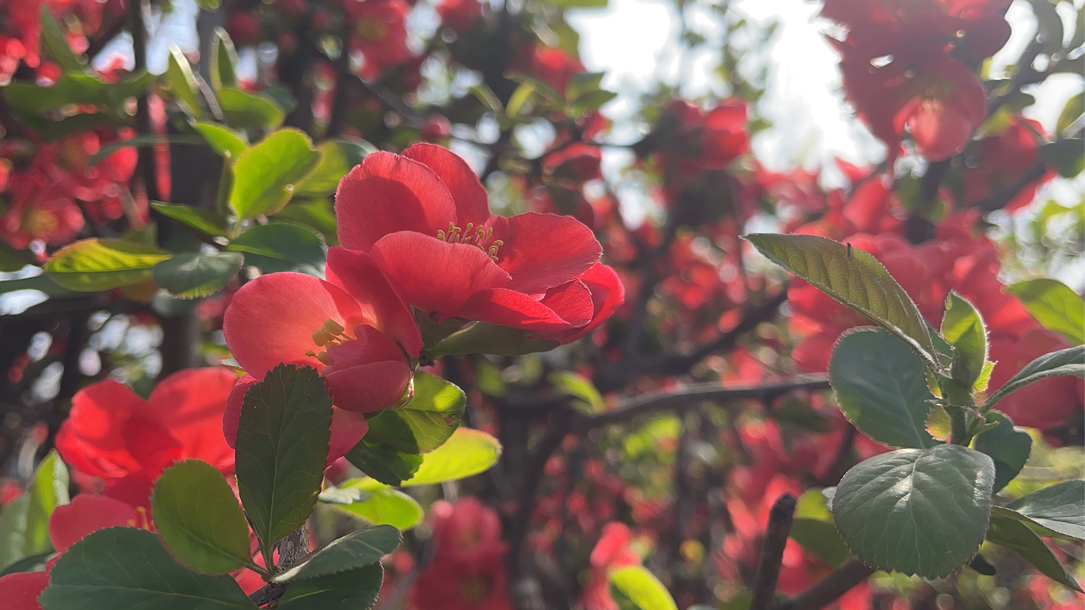 【植物小百科】:皱皮木瓜  [小红花]椿去湫来,海棠花开[小红花]  [冻