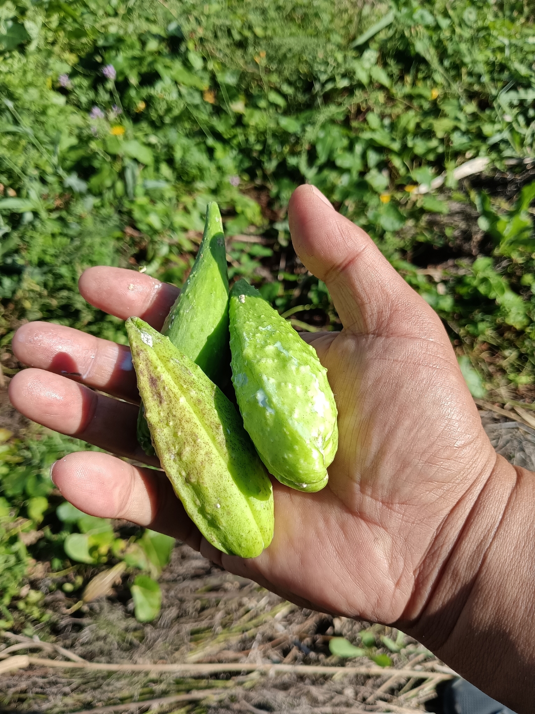 是一种药食两用植物,其茎叶和果实可入药,具有清热解毒