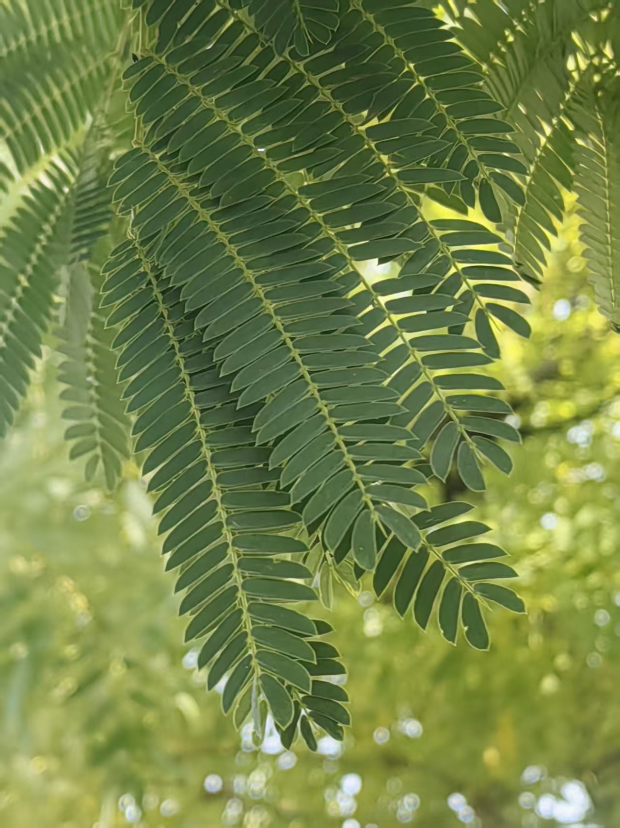 我的赏秋之旅# 抬头望去,满眼都是绿油油的叶子,仿佛整个世界都被