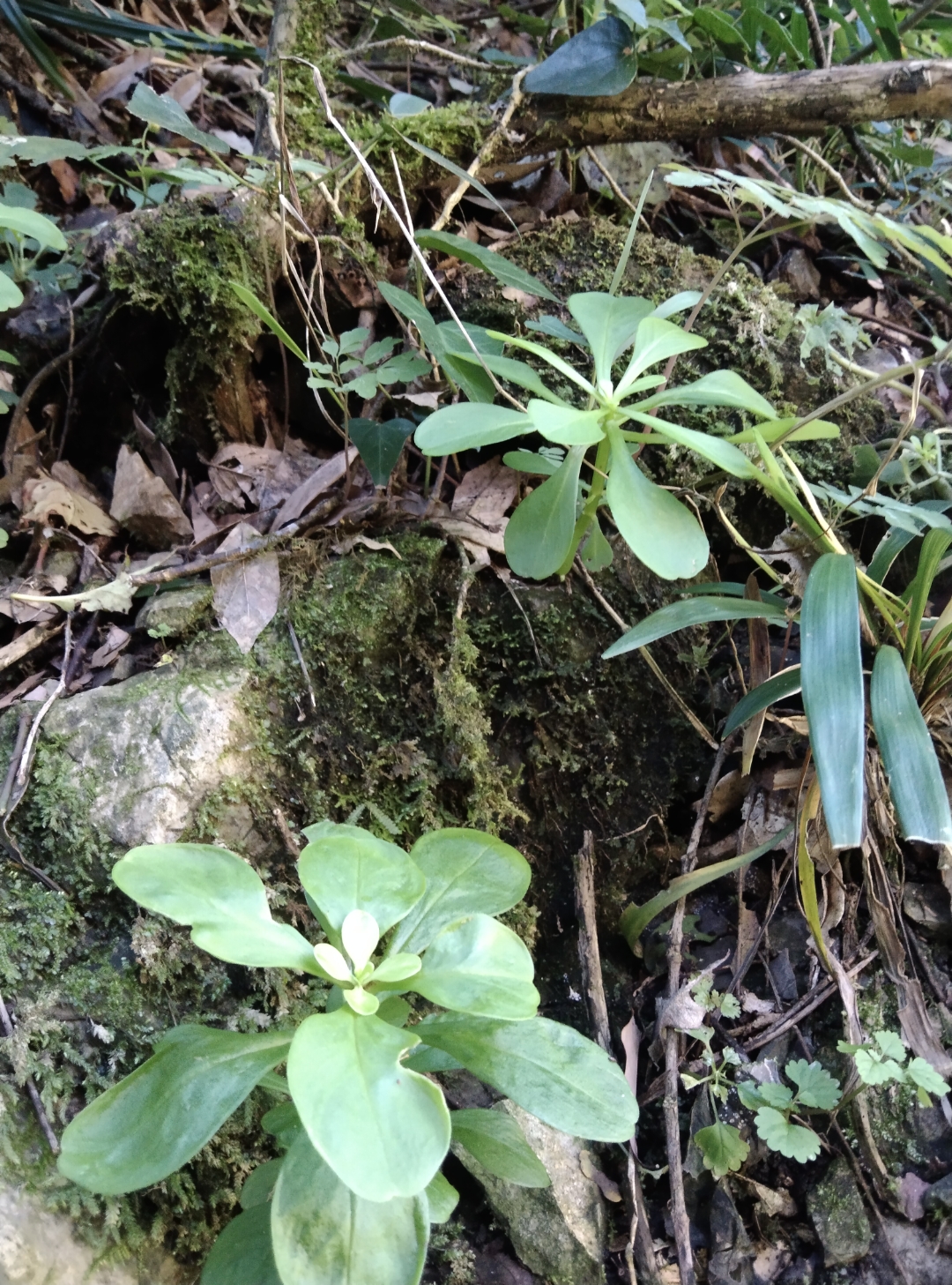 亮杆草# 大 亮杆草又名鸡爪还阳,茎色玉白红紫相间,叶形椭圆披针