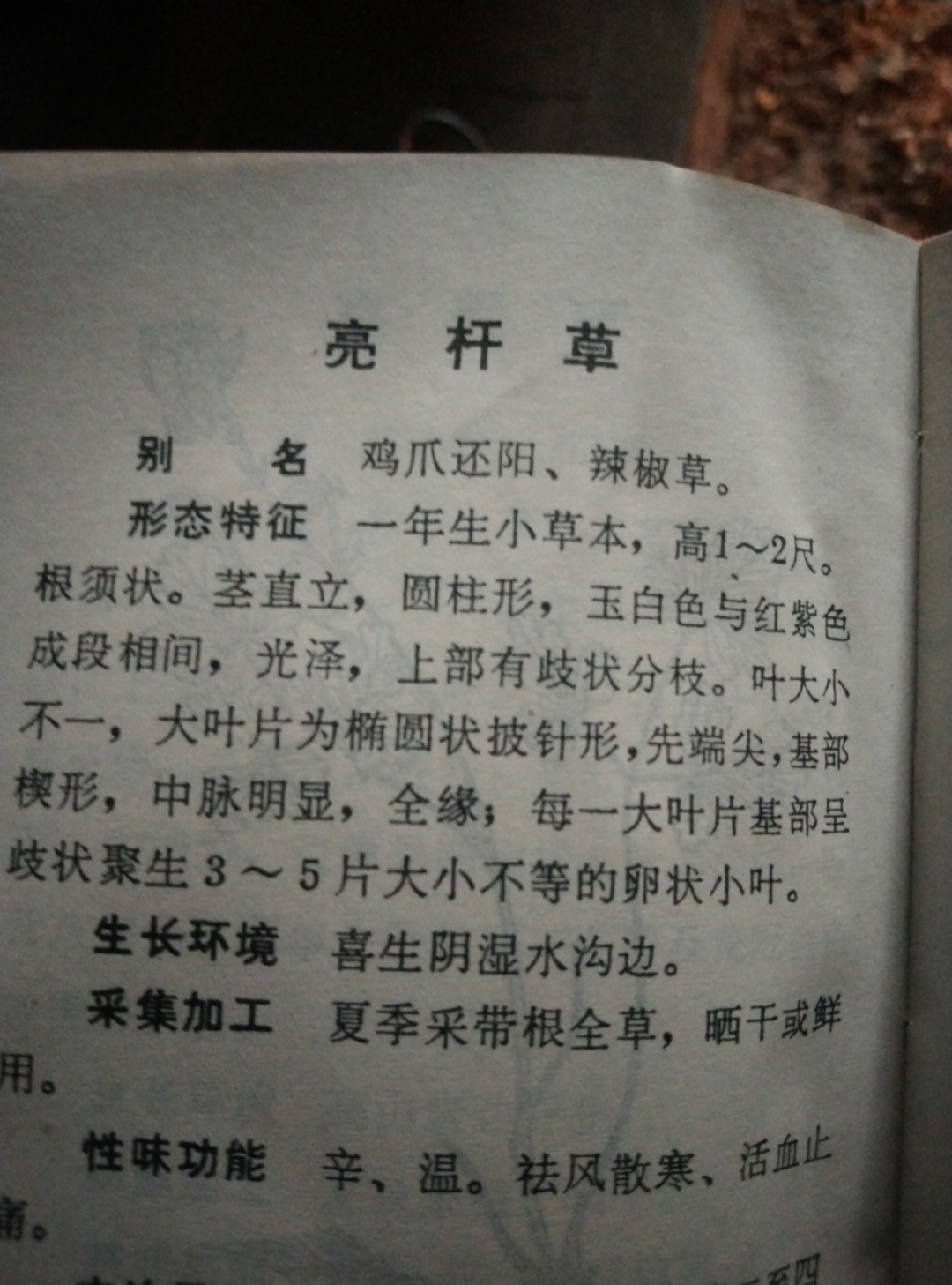 亮杆草# 大 亮杆草又名鸡爪还阳,茎色玉白红紫相间,叶形椭圆披针