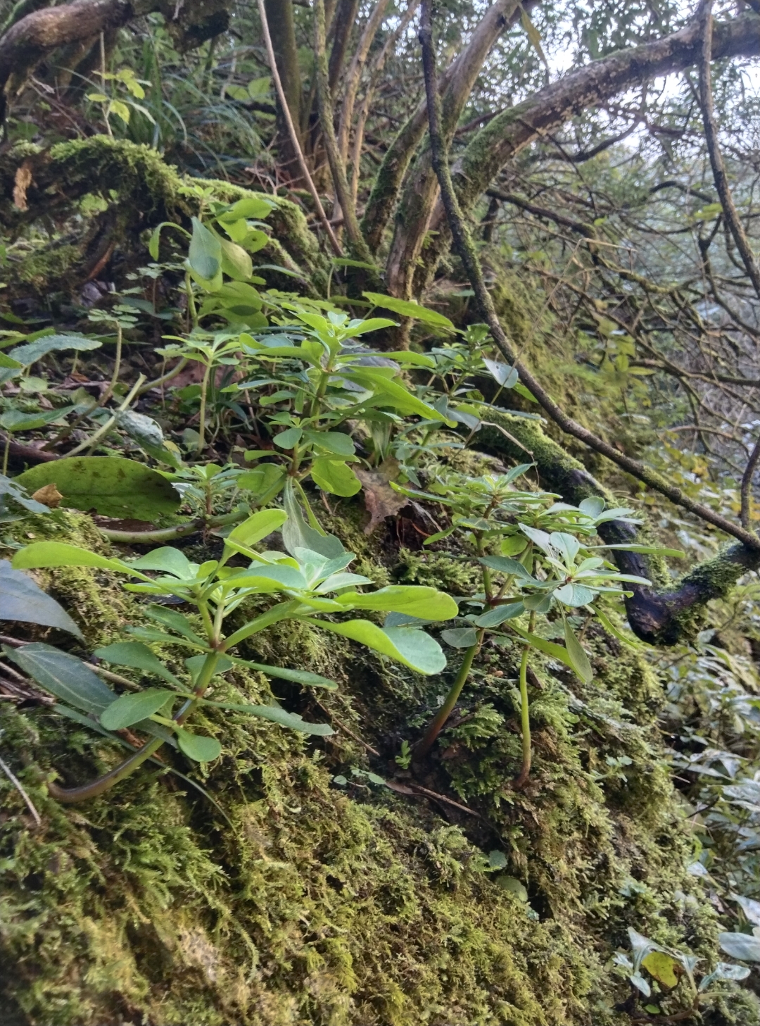亮杆草# 大 亮杆草又名鸡爪还阳,茎色玉白红紫相间,叶形椭圆披针