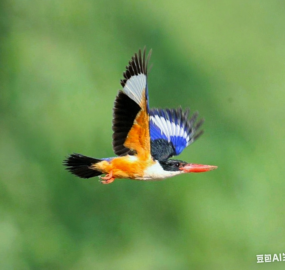 中国野生鸟类摄影 学名:蓝翡翠