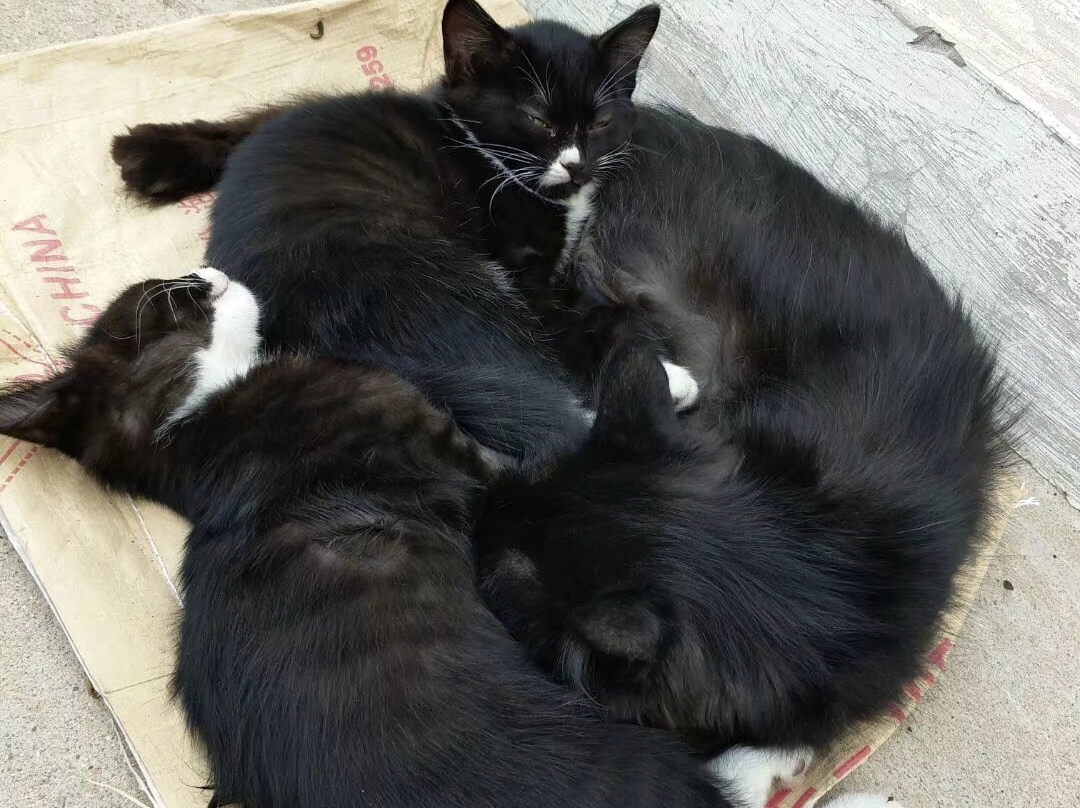 猫孩子们都很可爱,感谢它们治瘉了我无聊的生活,它们活泼好动爱玩要