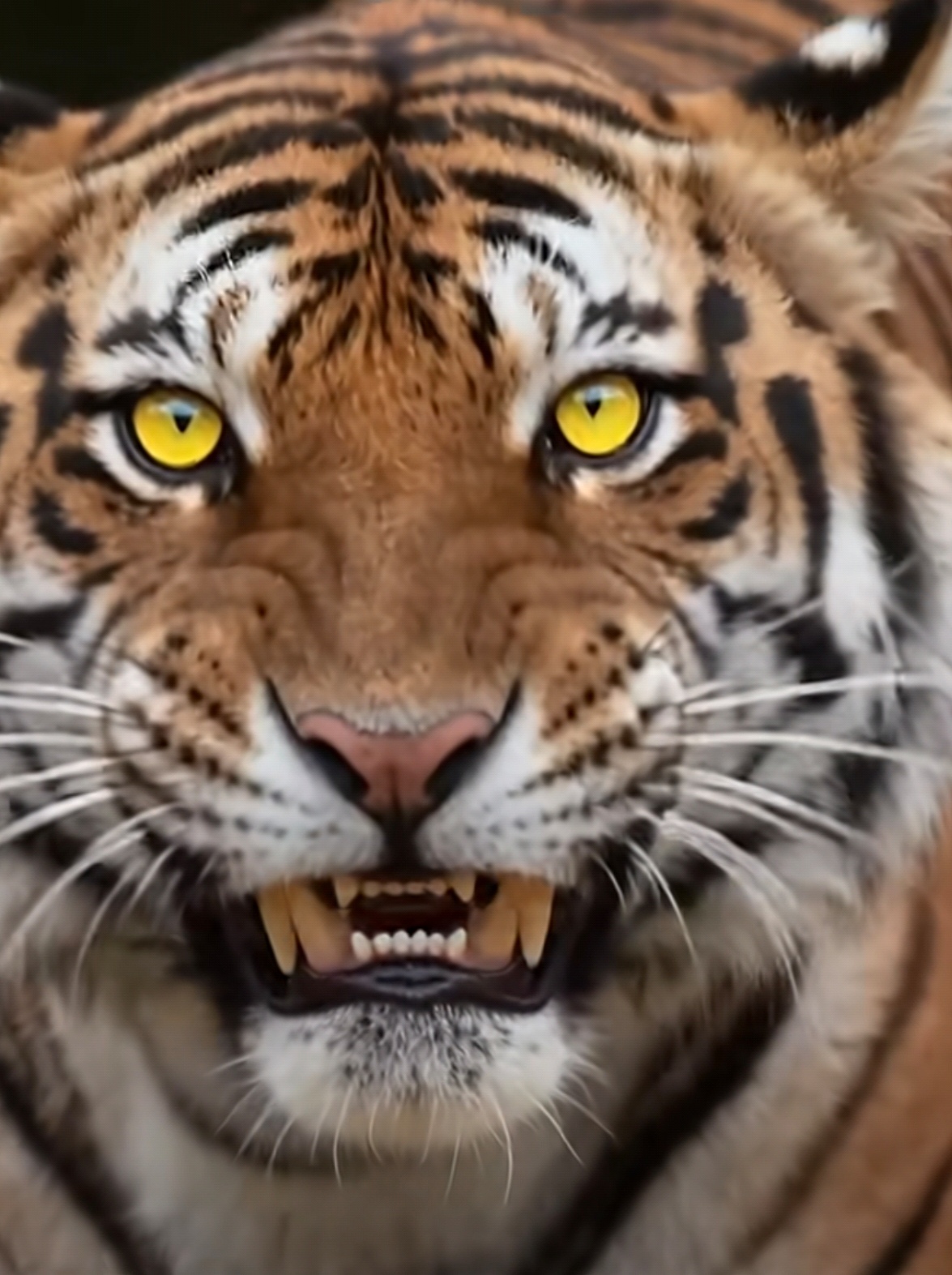 这只老虎的眼睛真是太有震慑力了,仿佛能洞悉一切!