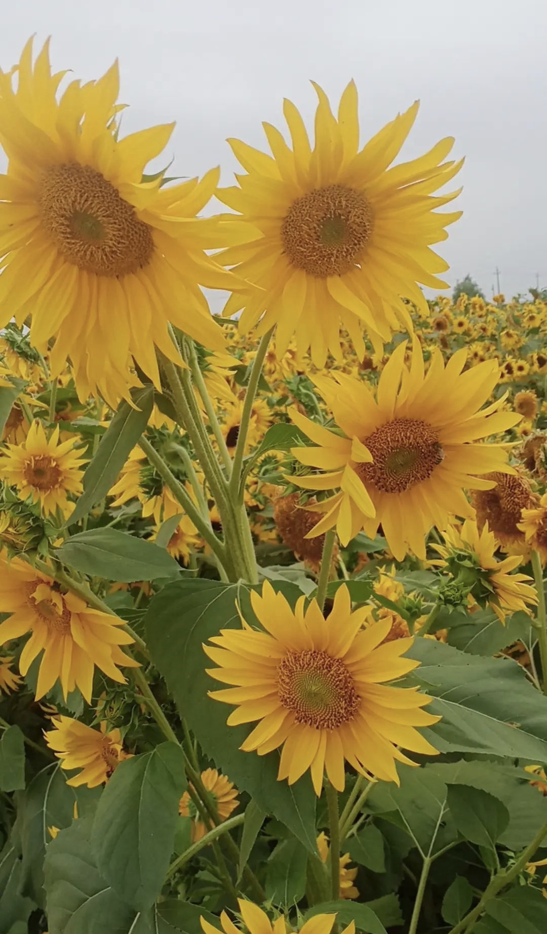 向日葵:追光者的浪漫宣言