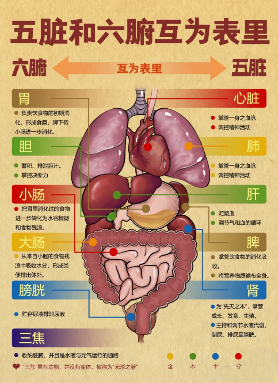 从中医角度搞懂人体五脏六腑表里关系