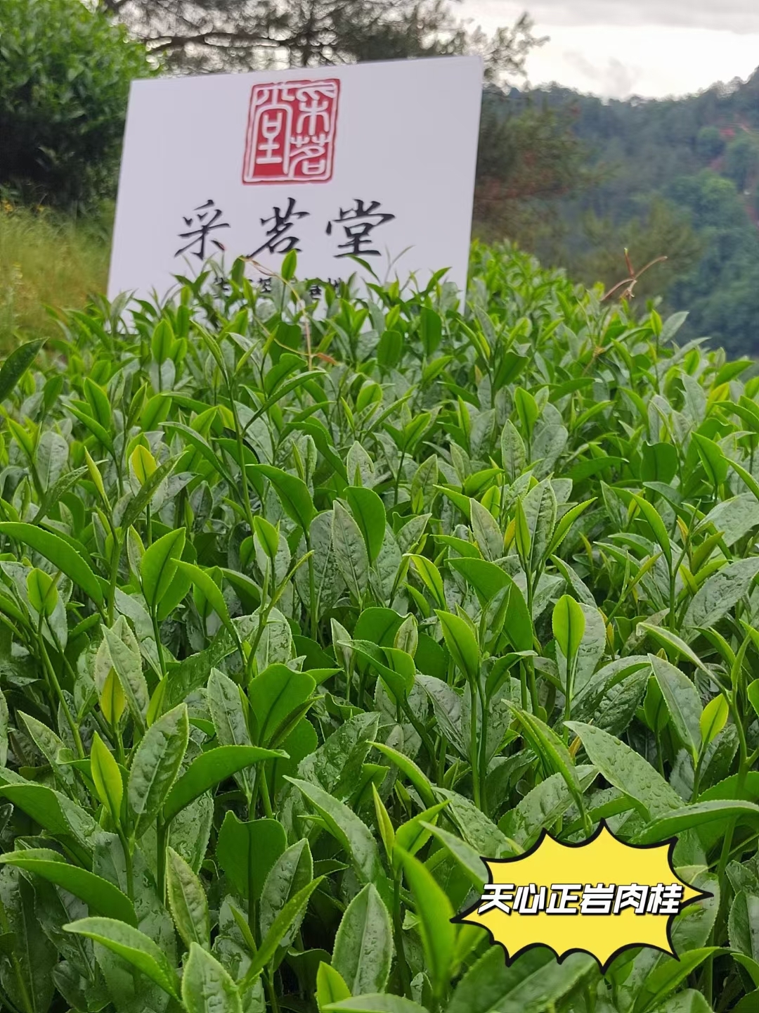 年份:2022年  产地:武夷山正岩产区  规格:250克