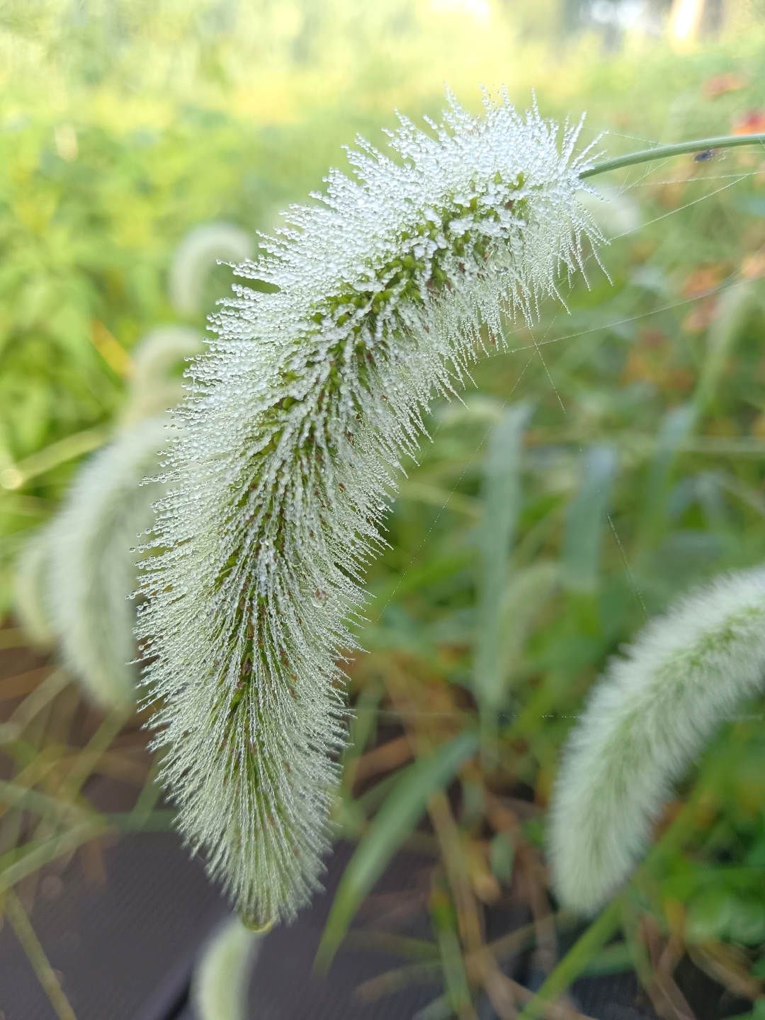 我觉得带露珠的狗尾巴草拍出来是最好看的,虽然它本身就毛茸茸的,若每