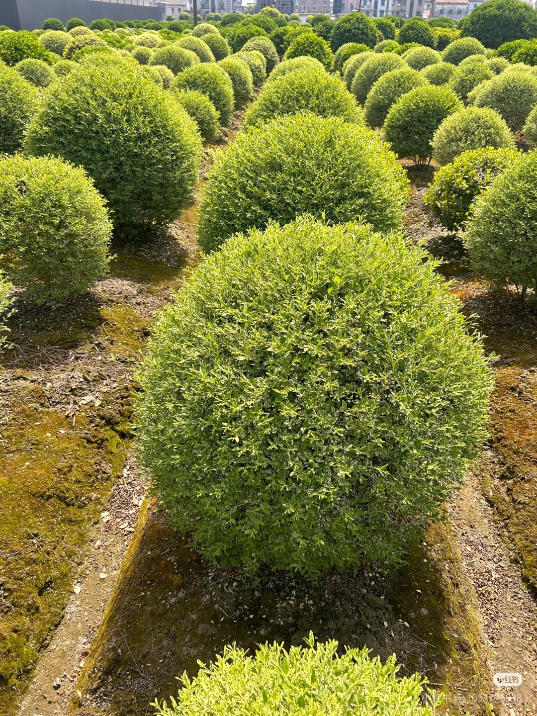 叶片小而光亮,表面有银白色斑纹,边缘略带波浪形