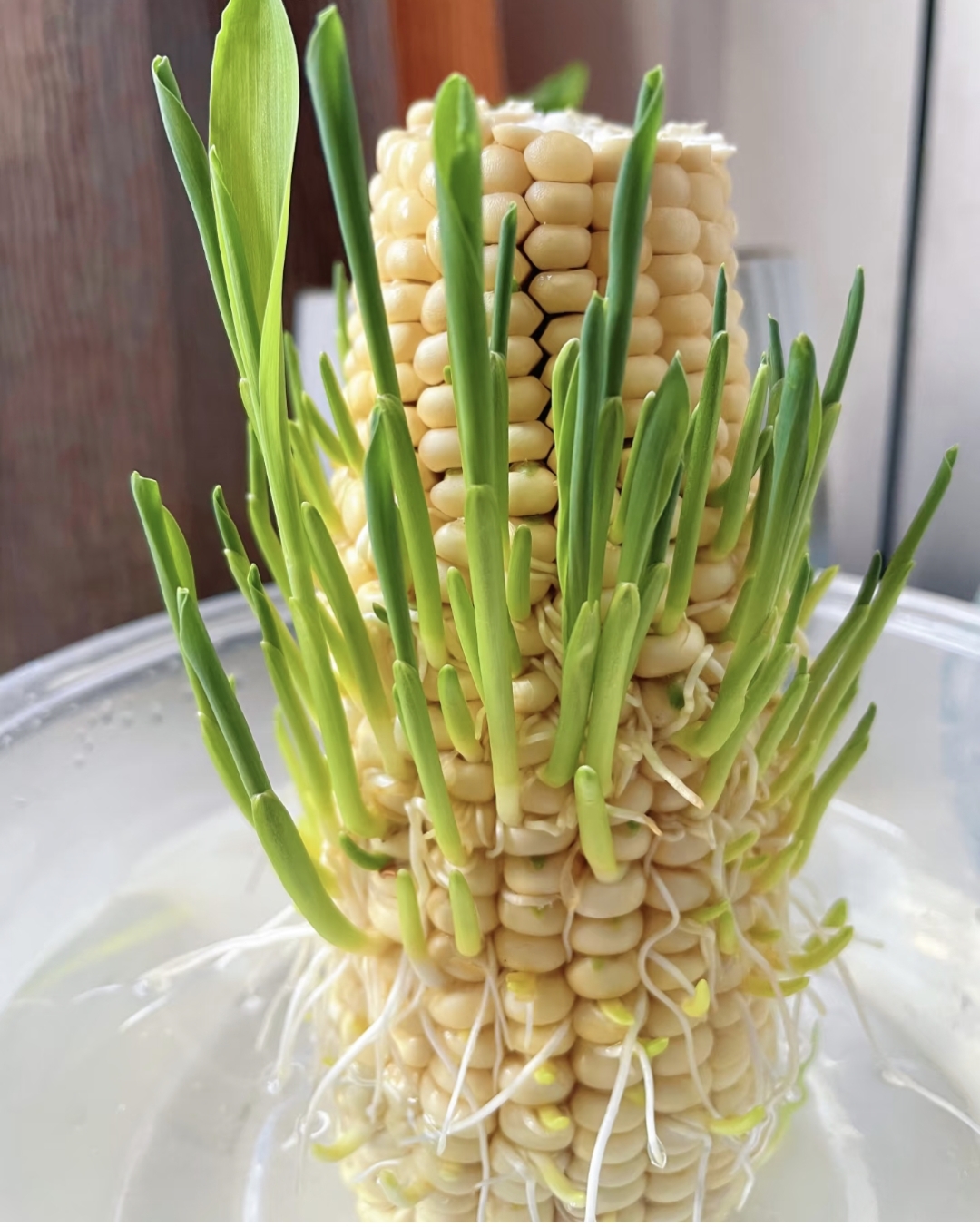 这水培玉米发芽也太会抢镜头了吧,哈哈哈!#动态连更挑战