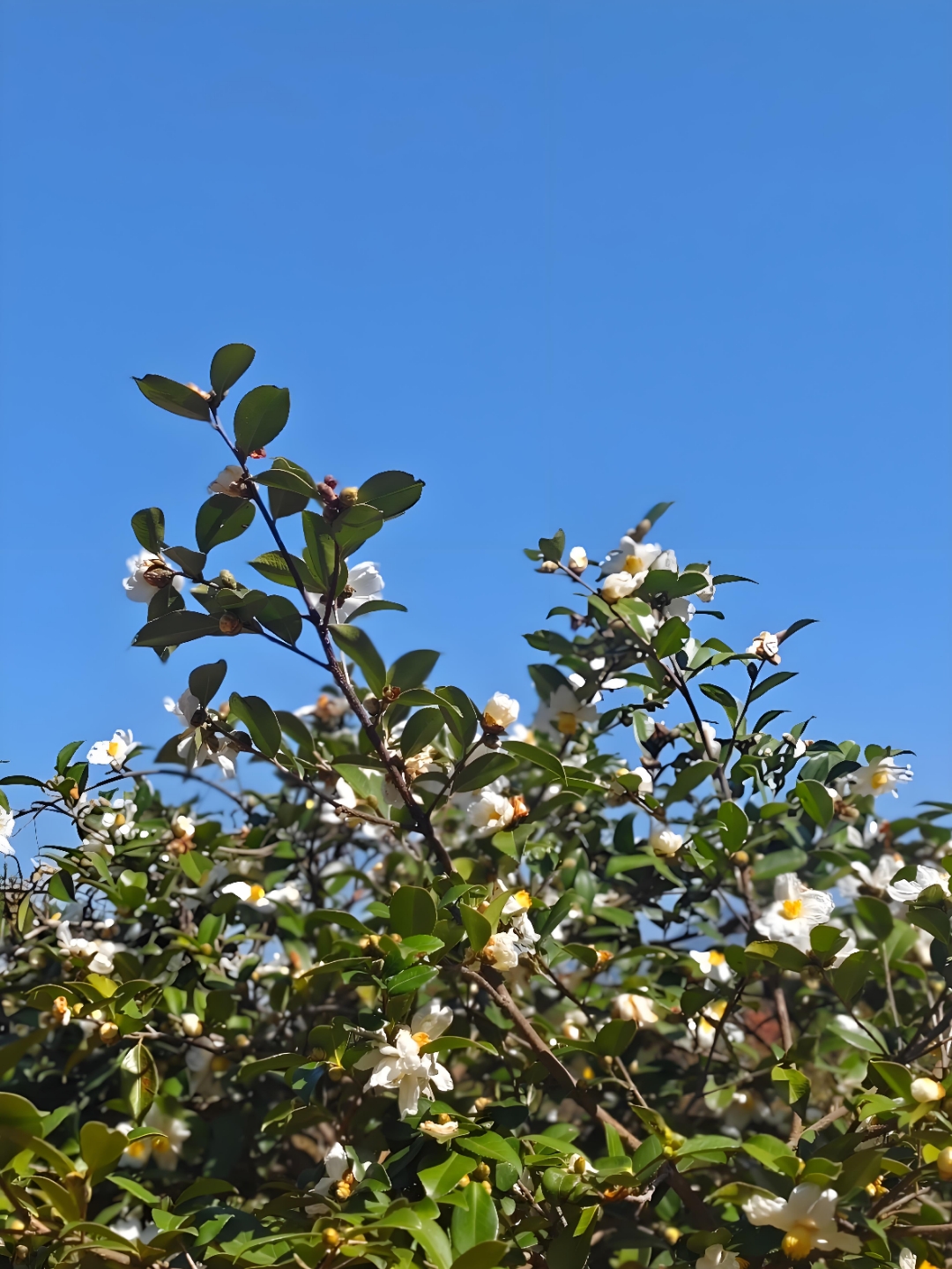 白茶花树