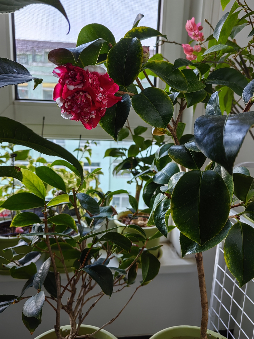茶花花佛鼎如期绽放