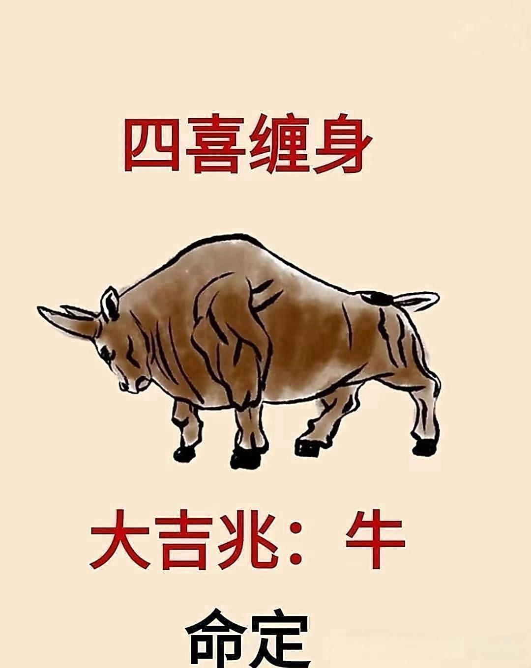 2007年生肖牛运势(2007属牛的今年多大)