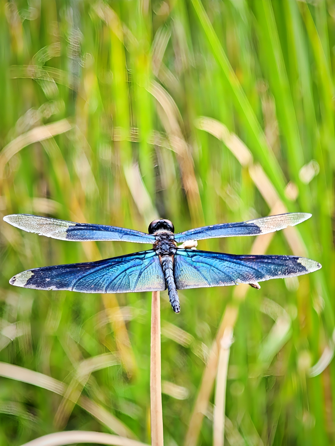 众多的蜻蜓中最美的莫过于黑丽翅蜻,体黑色具蓝色金属光泽,是一类很