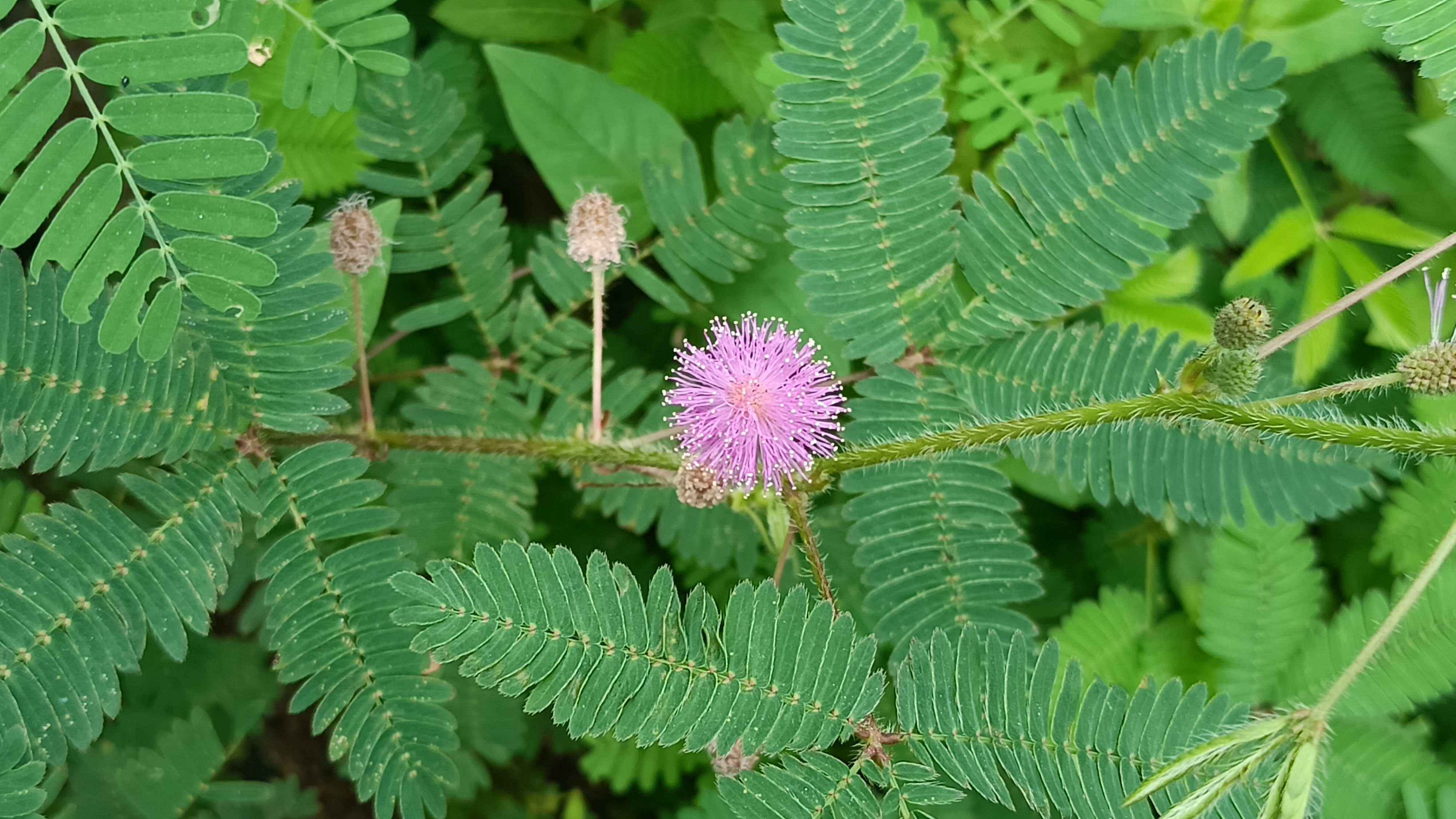 含羞草花精灵王图片