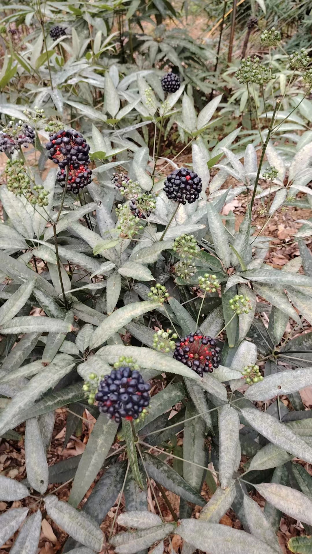 竹节参的图片欣赏图片