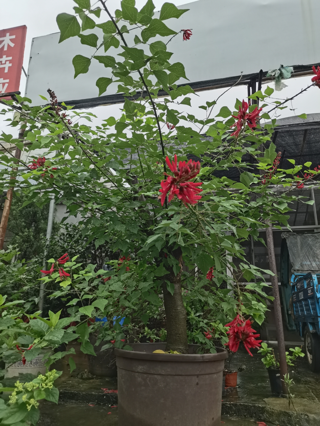 随手拍花草#又长见识了,龙牙花,别称象牙花,是阿根廷的国花.